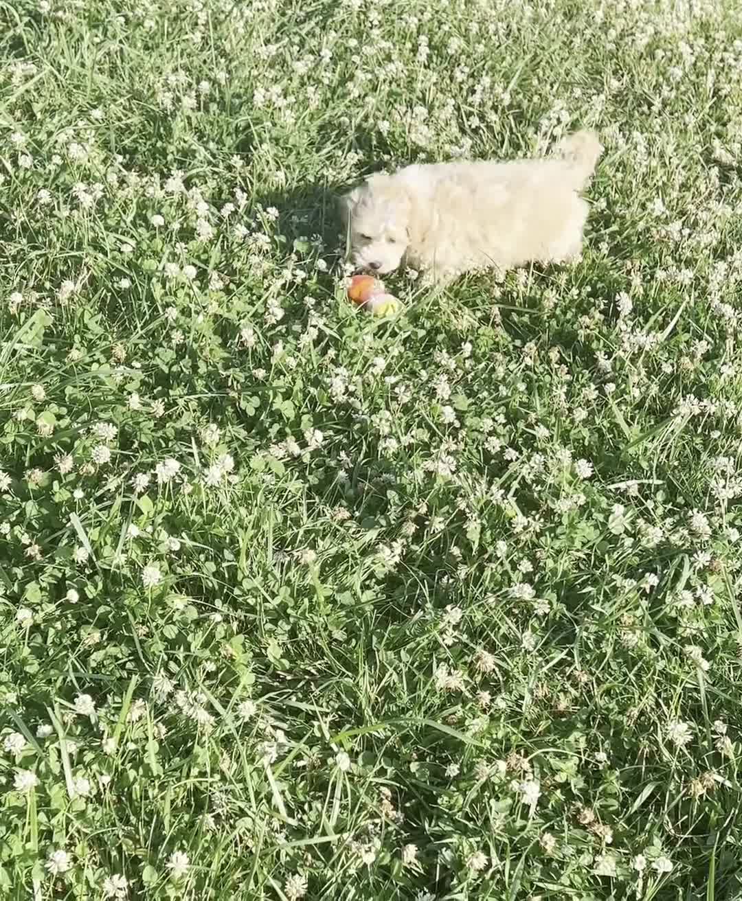 Maltipoo dogs for sale: Louie - Video 1