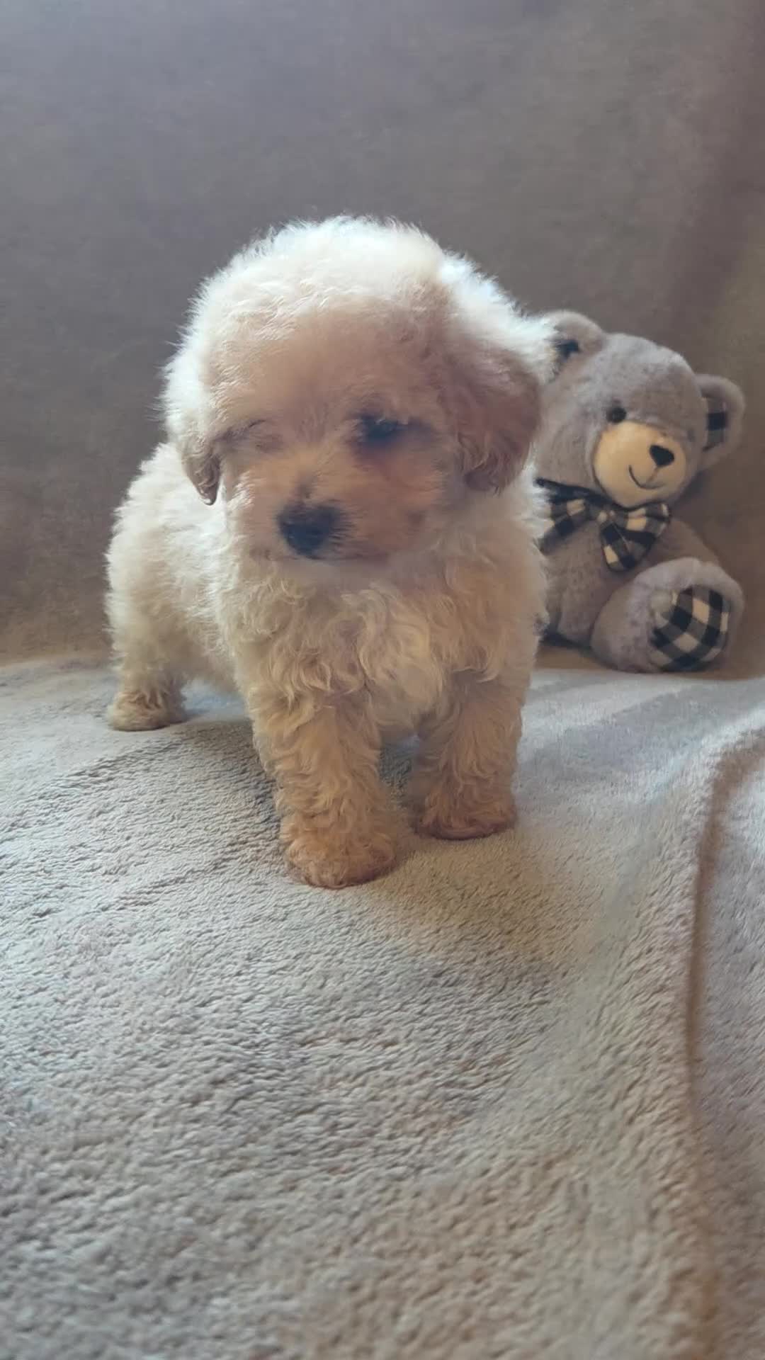 Maltipoo dogs for sale: Tucker - Video 2