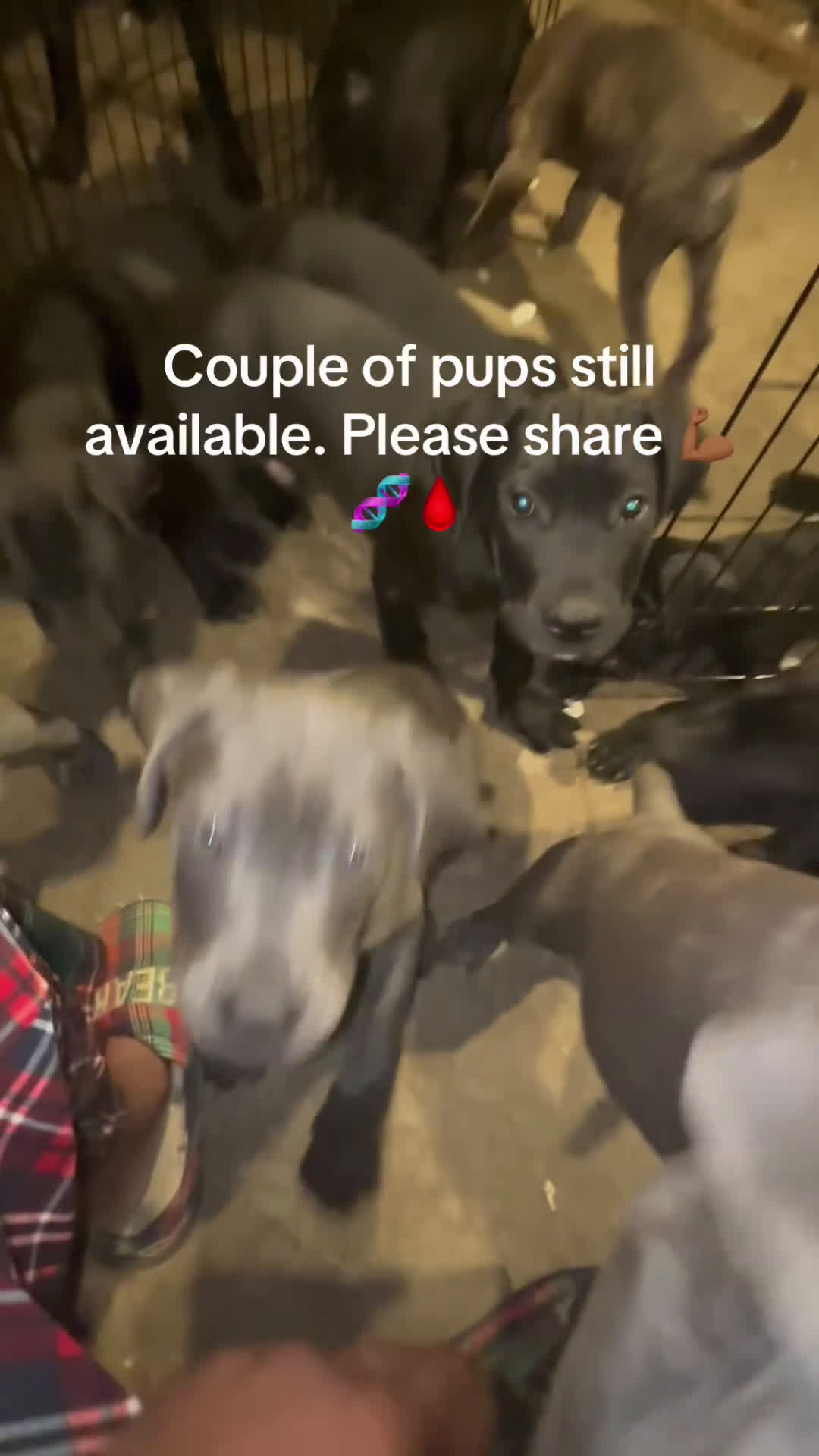 Cane Corso dogs for sale: Cane Corso Puppy 1 - Video 1