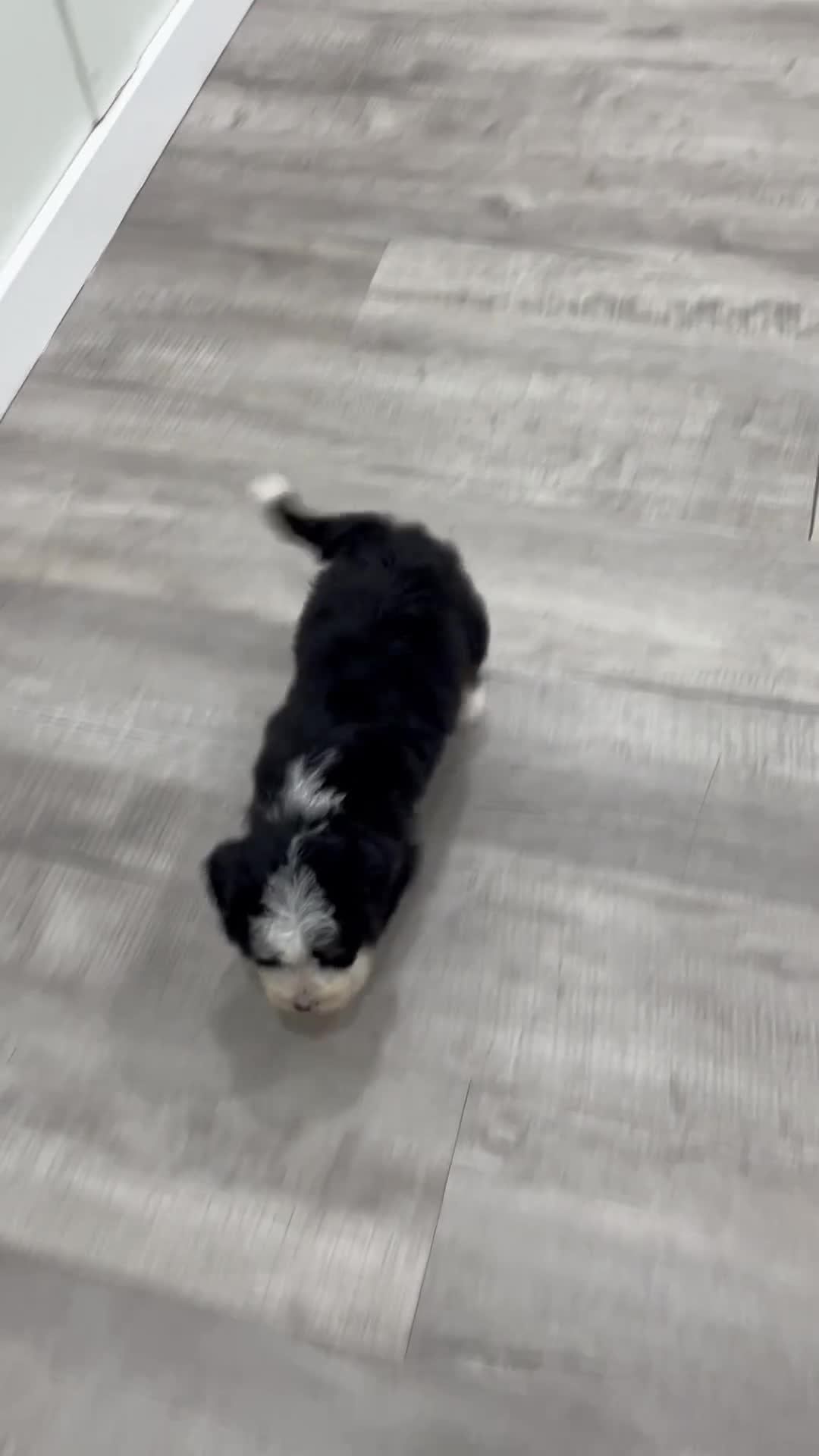 Mini Bernedoodle dogs for sale: Hope - Video 1