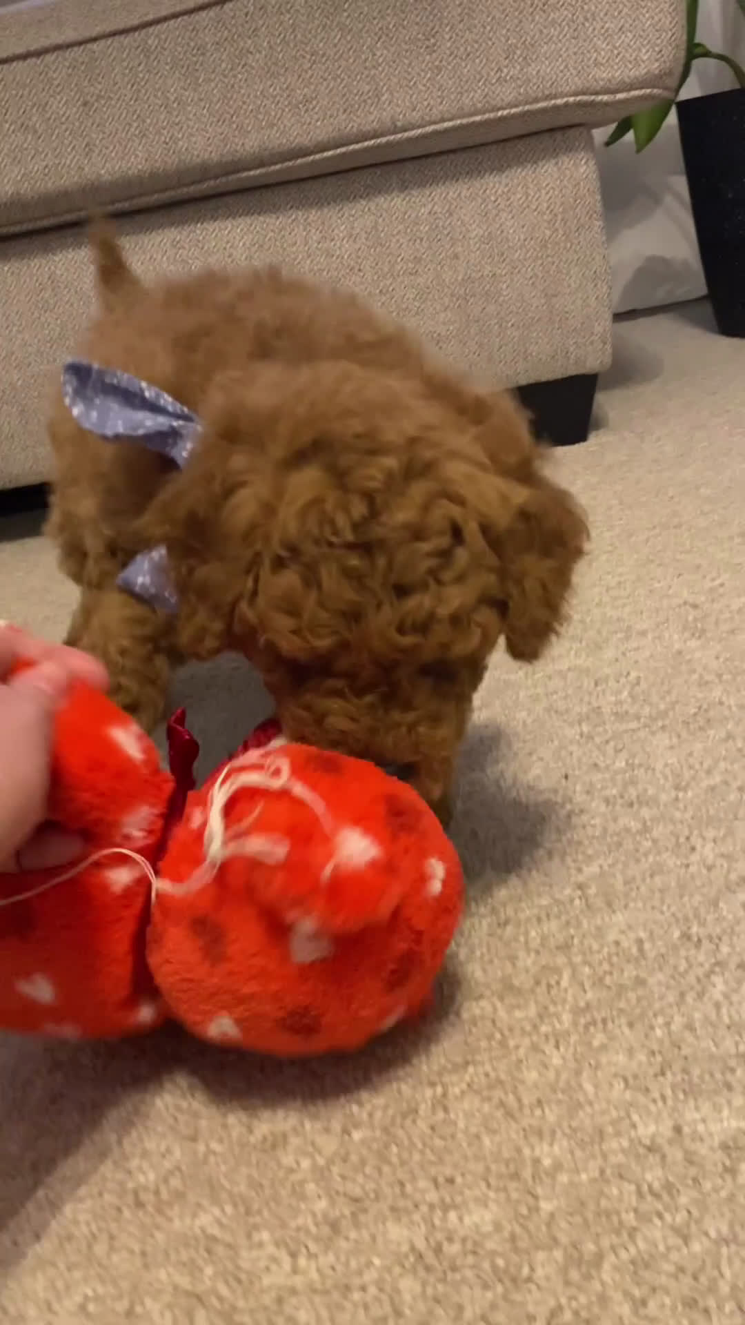 Mini Goldendoodle dogs for sale: Archie - Video 2