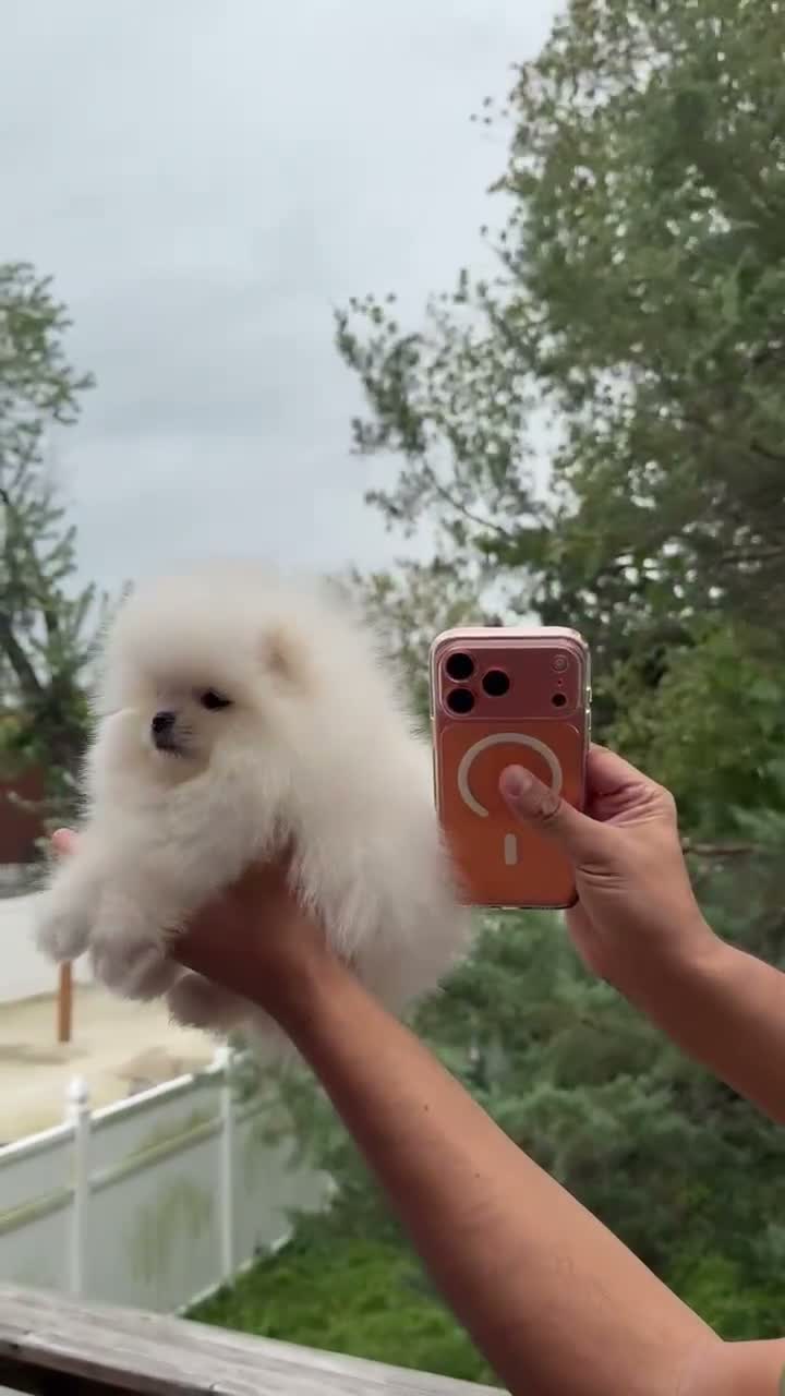 Pomeranian dogs for sale: Teacup Pomeranian korean bloodline 1 - Video 1