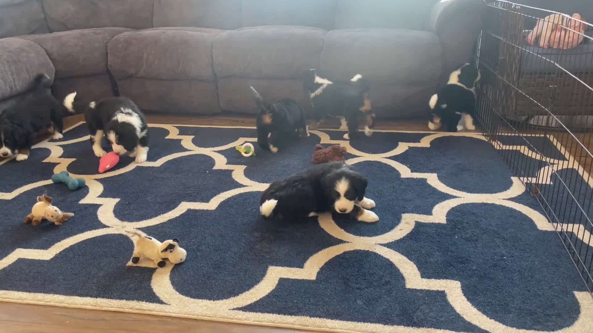 Bernedoodle dogs for sale: Ms. Velvet - Video 1