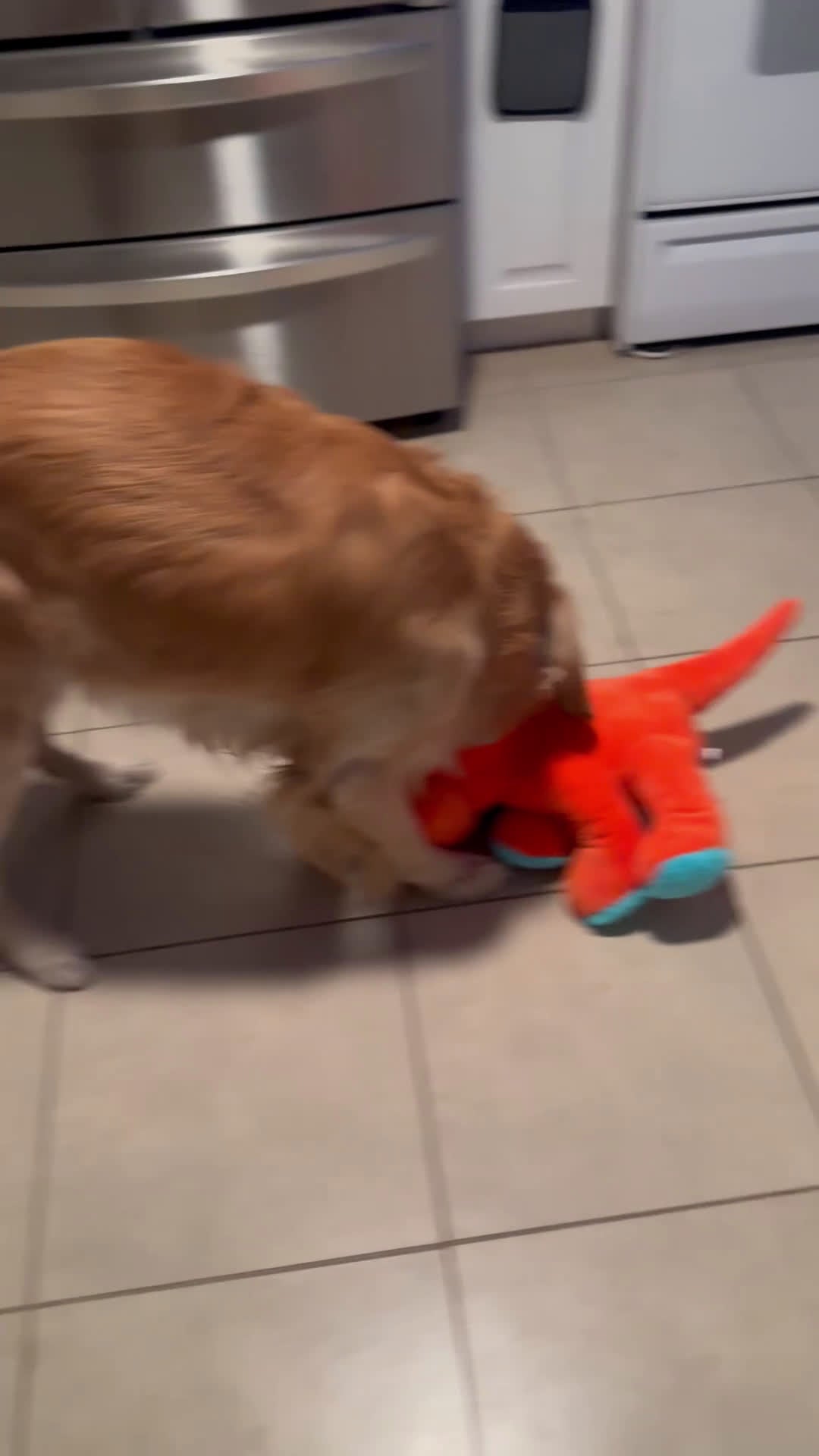 Golden Retriever dogs for sale: Golden Retriever Puppy 1 - Video 1