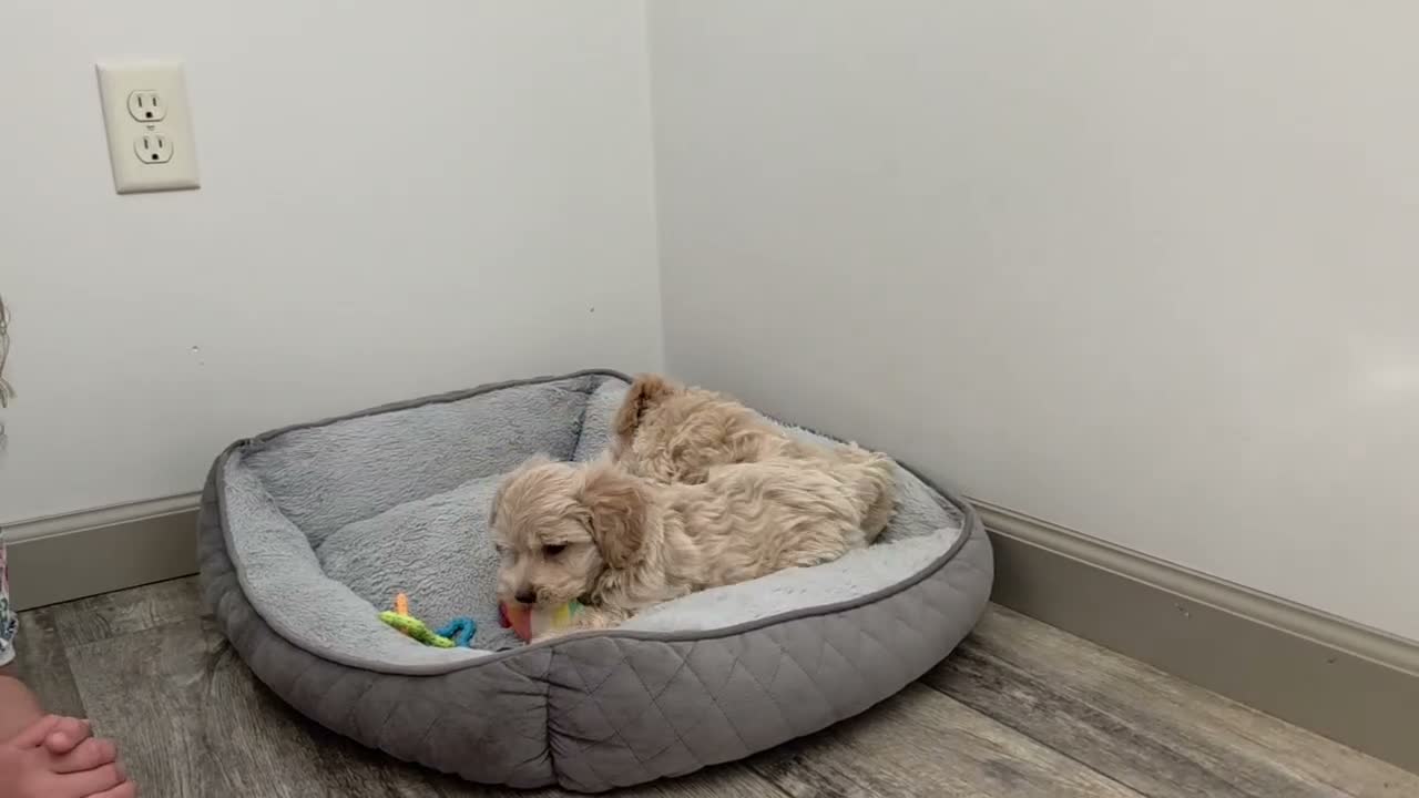 Maltipoo dogs for sale: Molly - Video 1