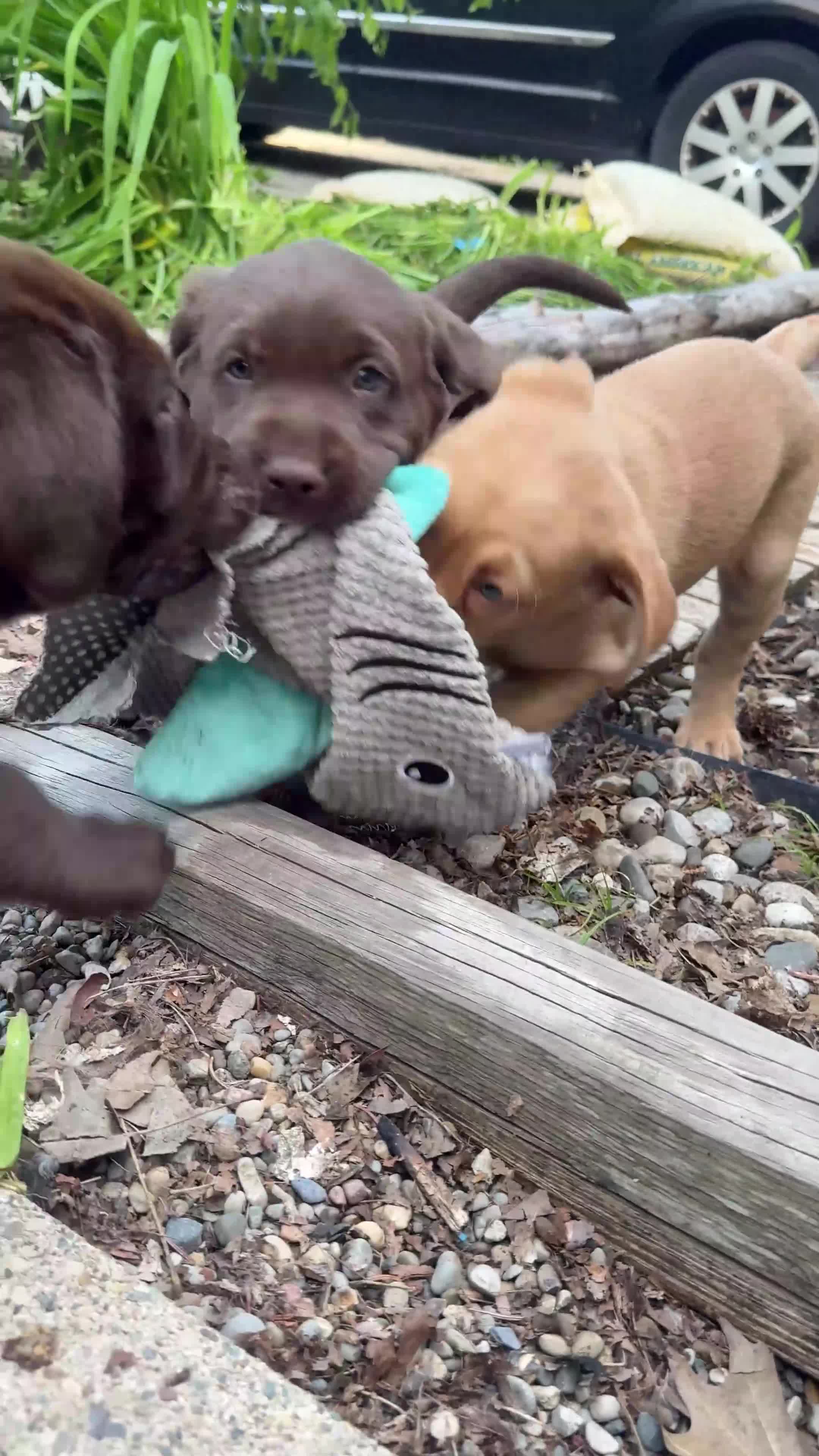 Labrador Retriever dogs for sale: Ruby - Video 2