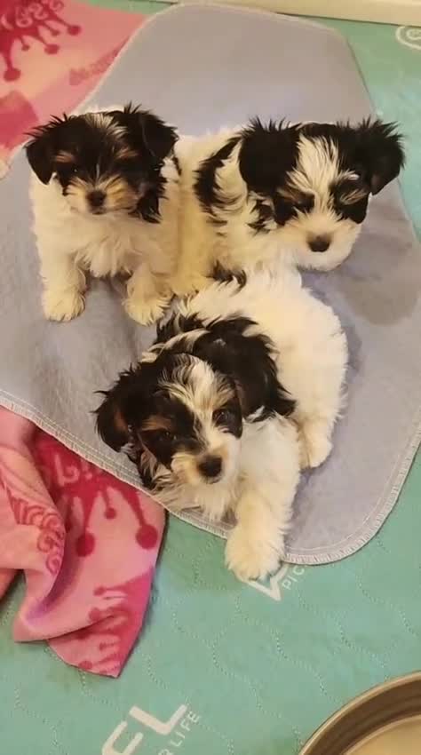 Biewer Terrier dogs for sale: Megan  - Video 1