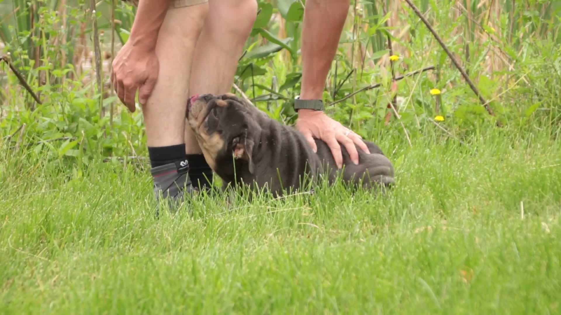 English Bulldog dogs for sale: Xena - Video 1