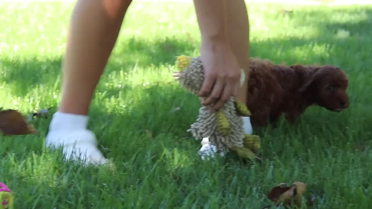 Cockapoo dogs for sale: Willow - Video 4
