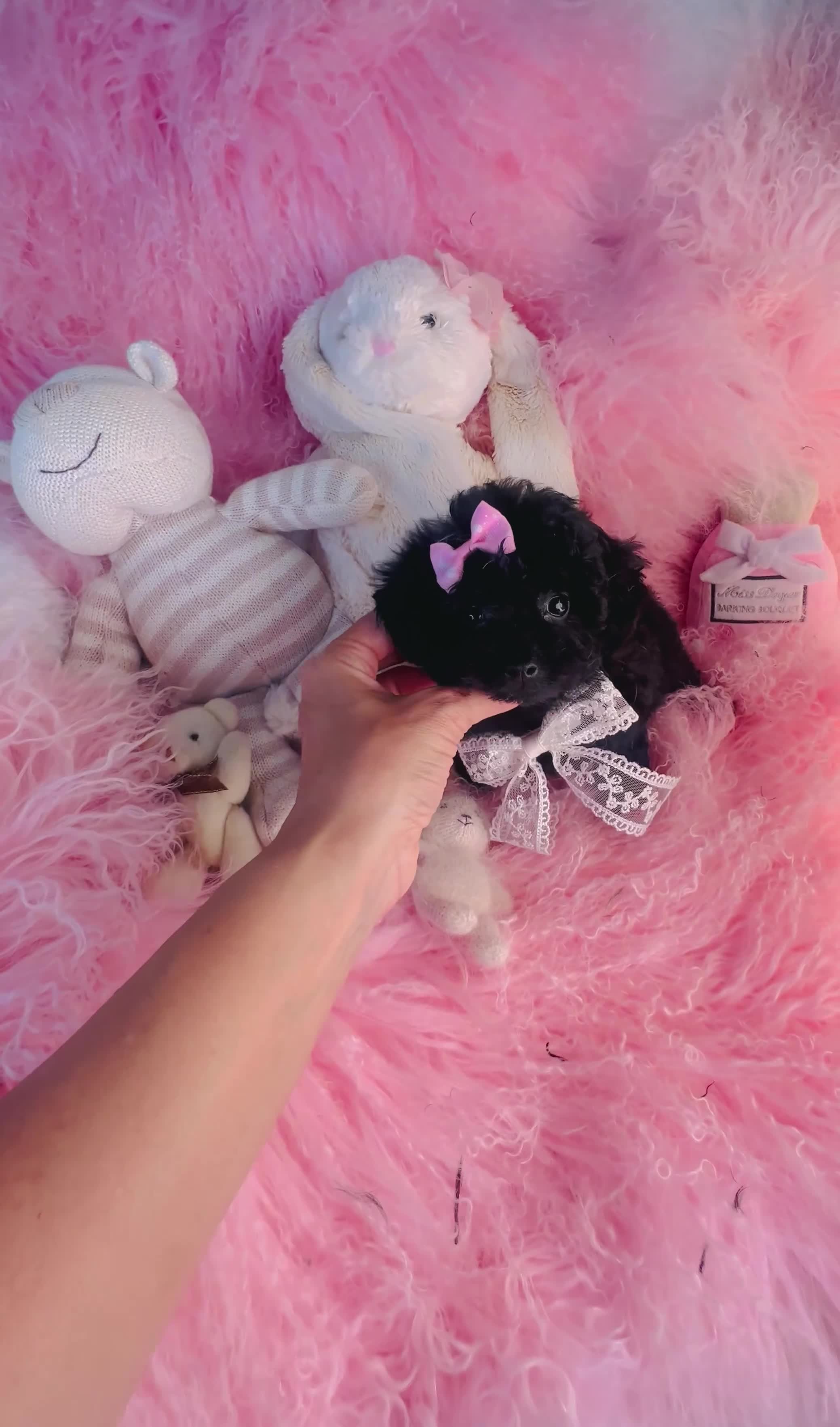 Toy Poodle dogs for sale: Toy Poodle 1 - Video 1