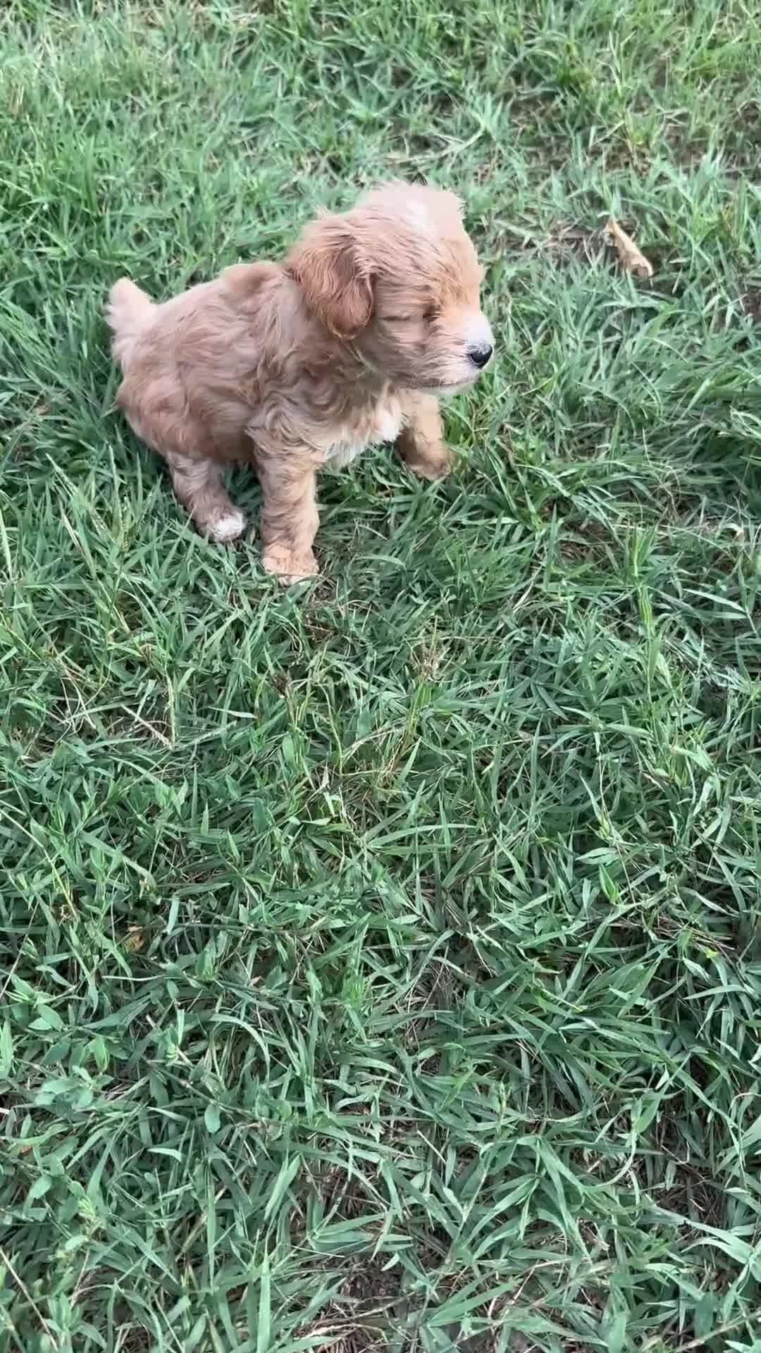 Maltipoo dogs for sale: Maltipoo 5 - Video 2