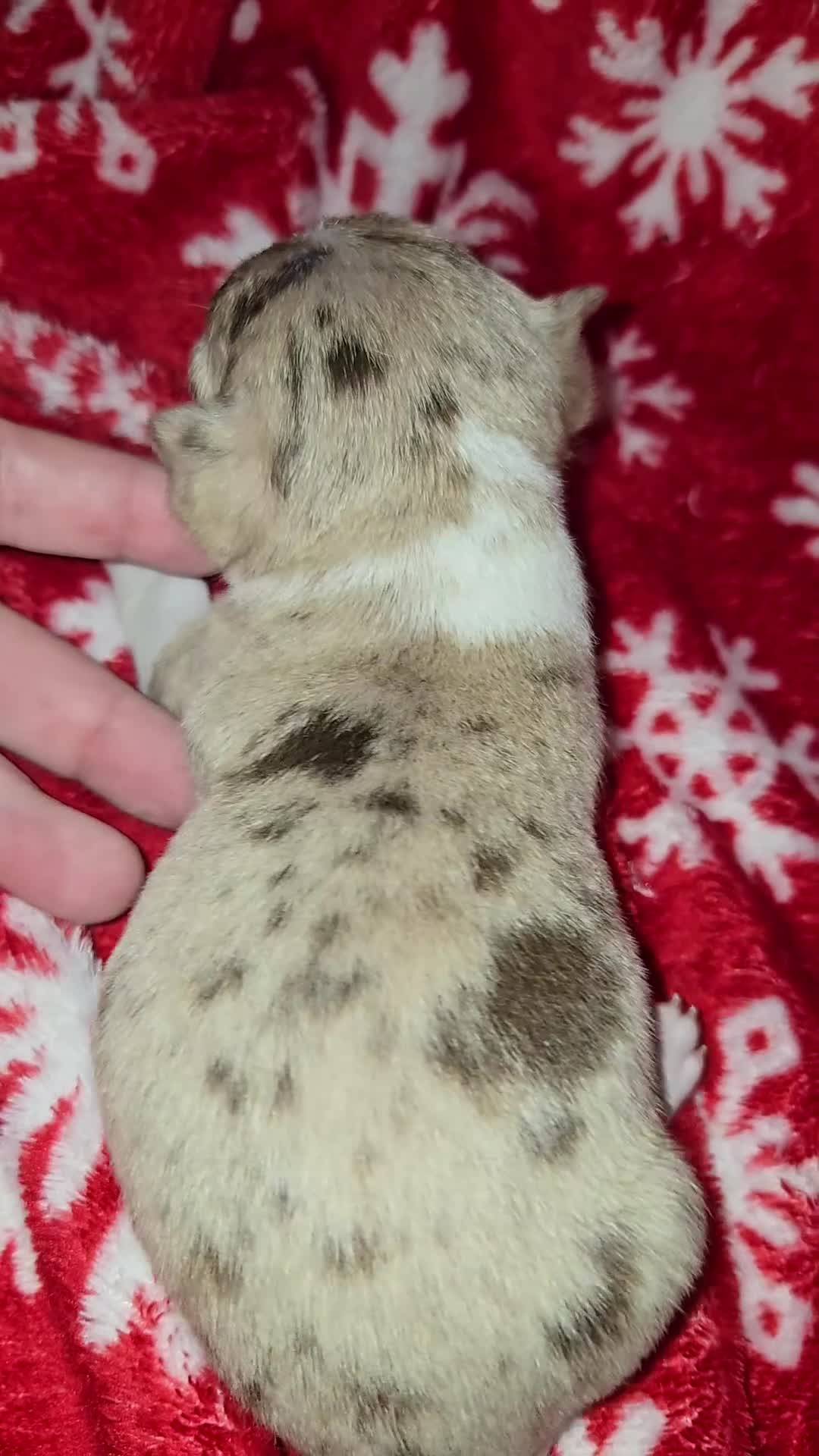 Chihuahua dogs for sale: Merle Boy - Video 1