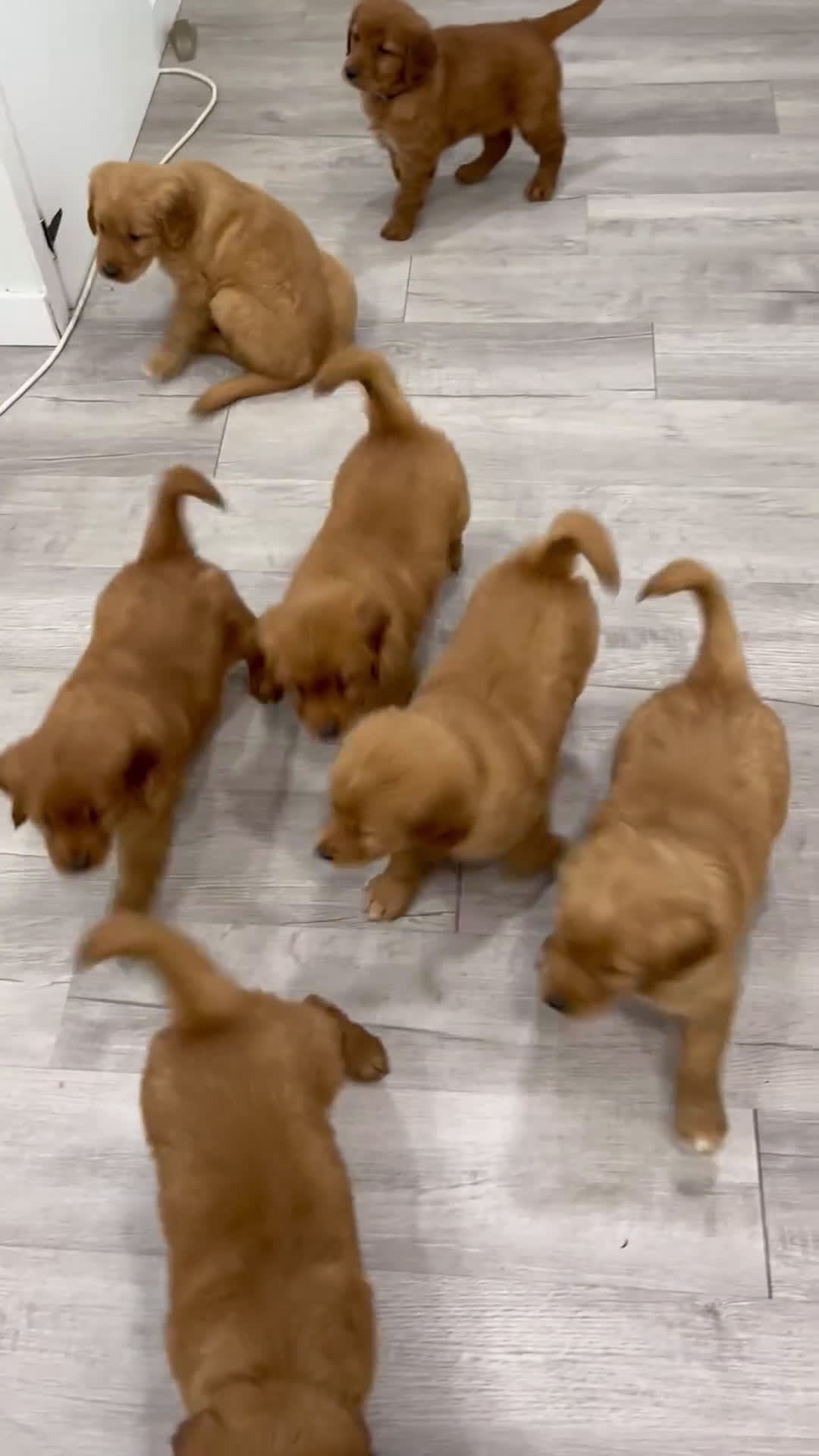Golden Retriever dogs for sale: Mandy - Video 2