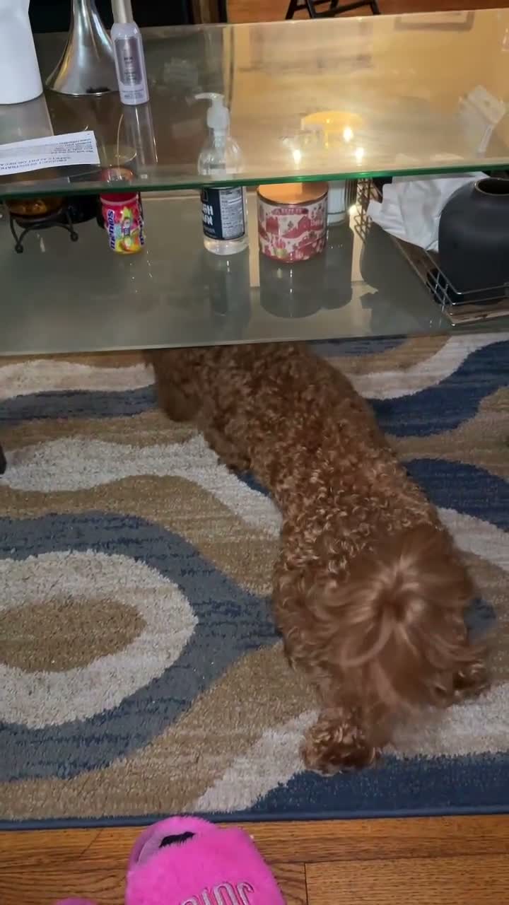 Cavapoo dogs for sale: Cavapoo 1 - Video 1