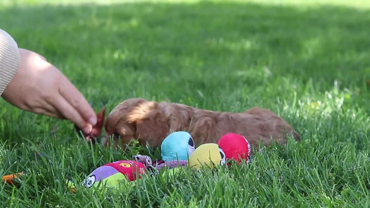 Cavapoo dogs for sale: Alison - Video 3