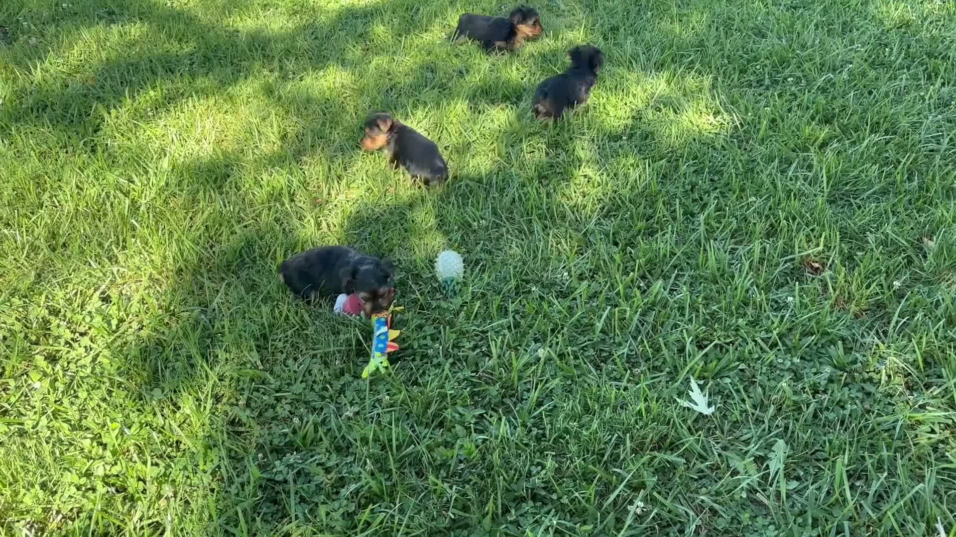 Yorkshire Terrier dogs for sale: Giggles - Video 1