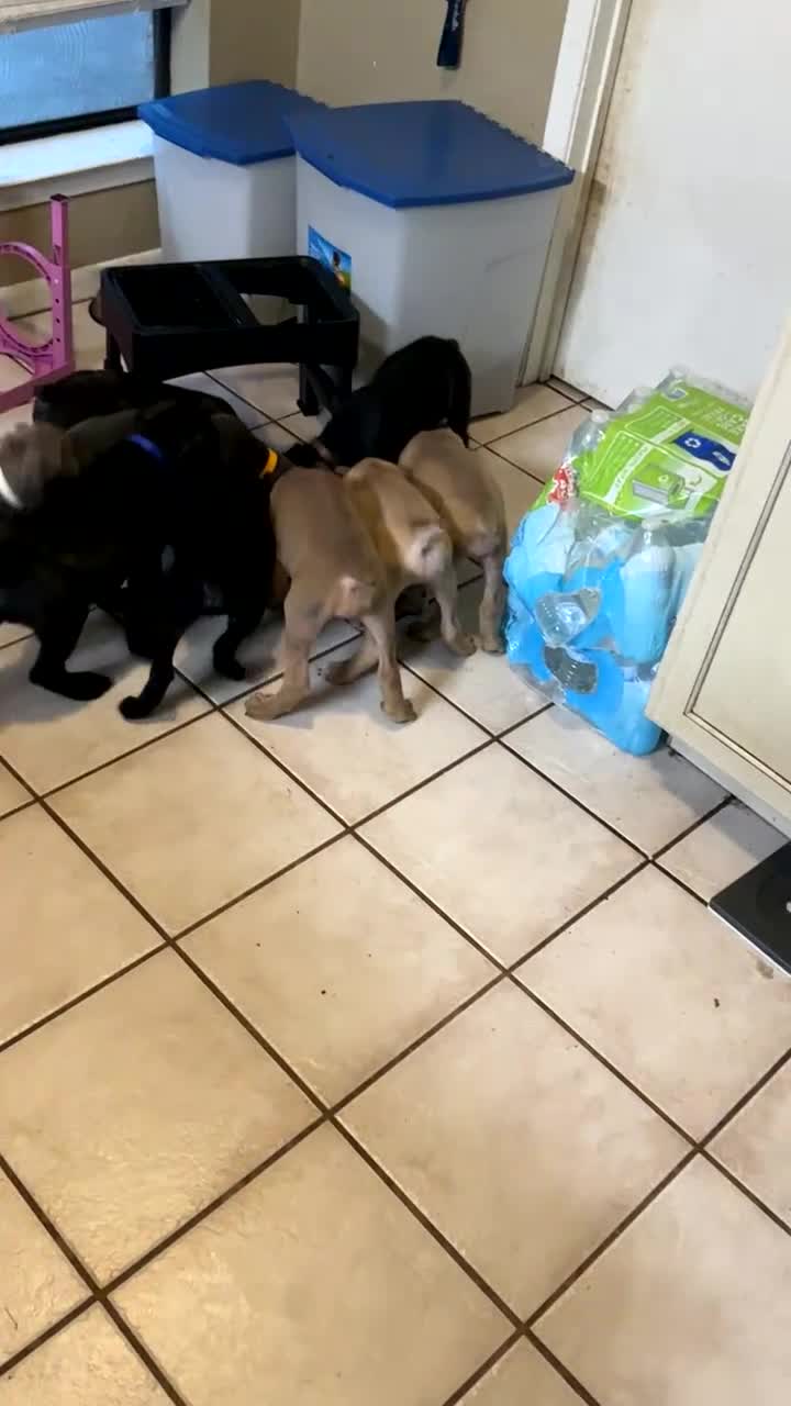 Cane Corso dogs for sale: Beyoncé  - Video 5