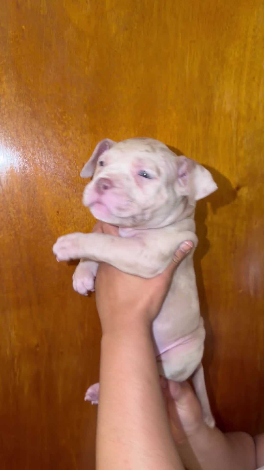 American Bully dogs for sale: American Bully 5 - Video 1