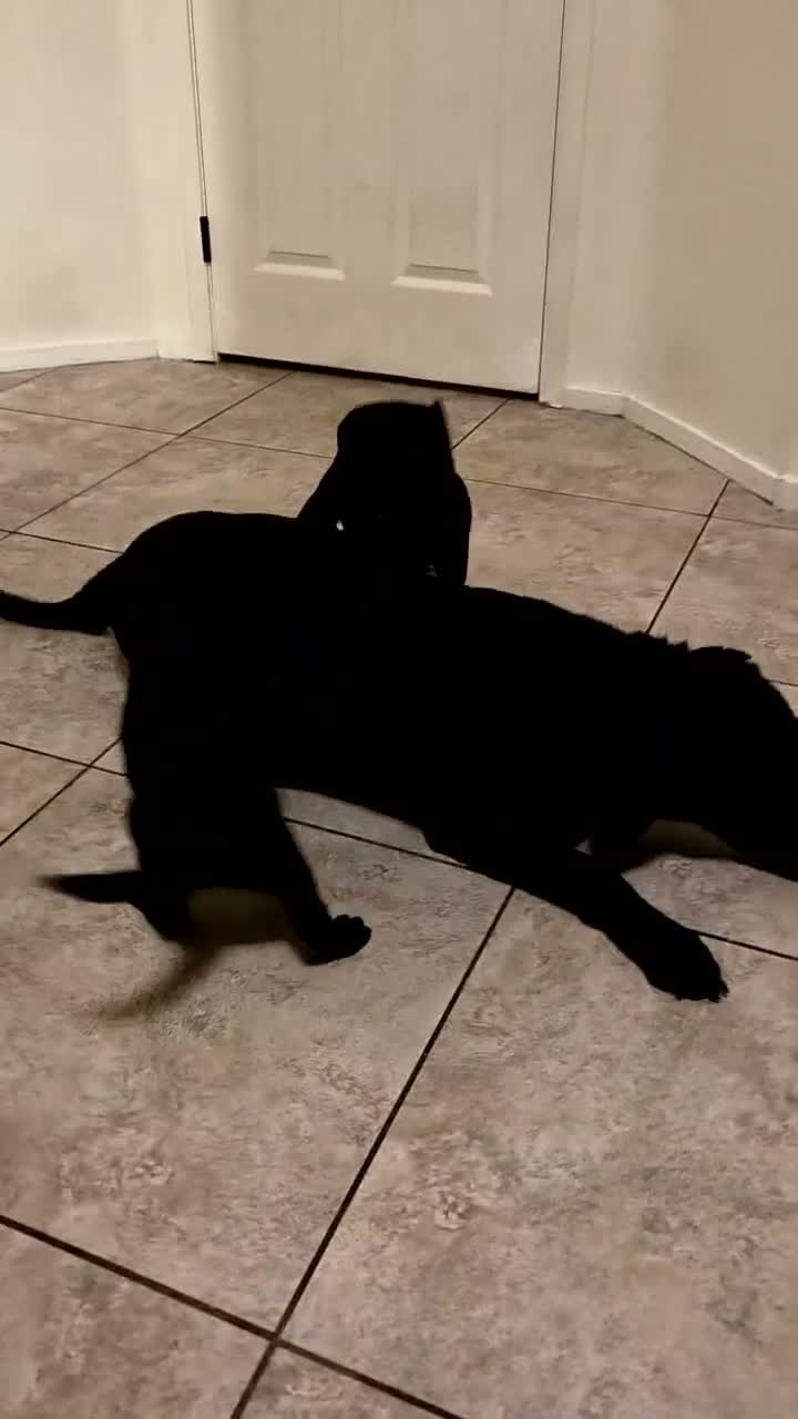 Labrador Retriever dogs for sale: Labrador Retriever 1 - Video 2