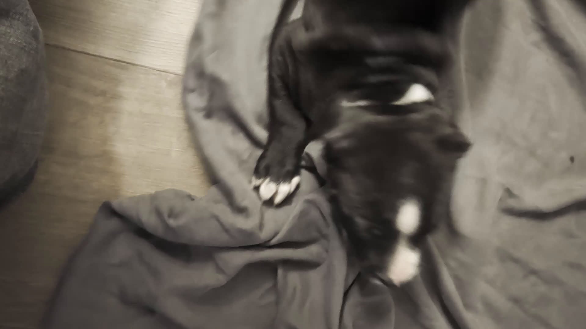 American Pit Bull Terrier dogs for sale: Bubba - Video 2