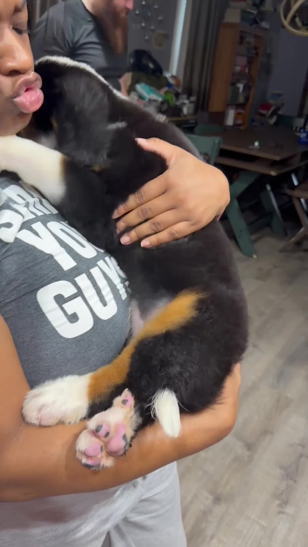 Bernese Mountain Dog dogs for sale: Bernese Mountain Dog 1 - Video 3