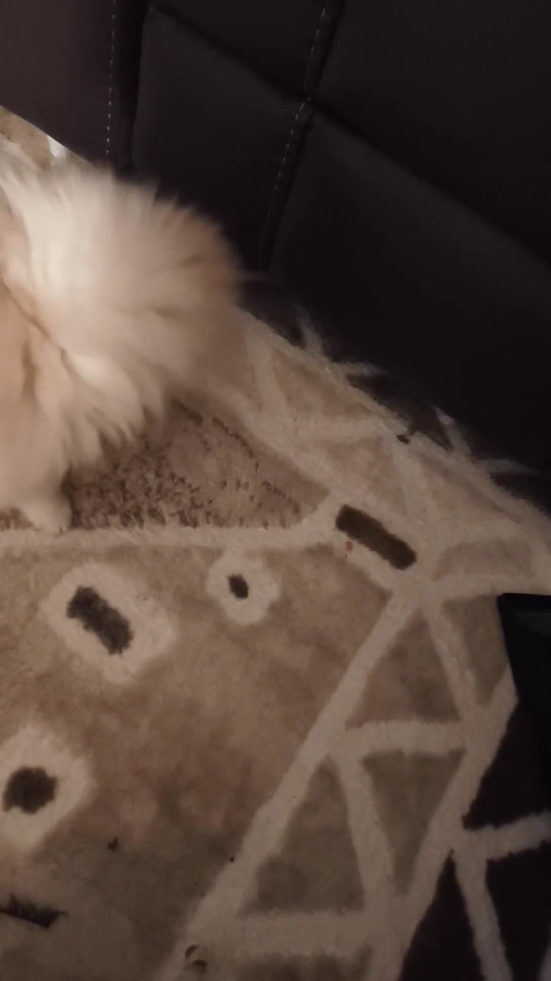 Pomeranian dogs for sale: Pomeranian 1 - Video 3