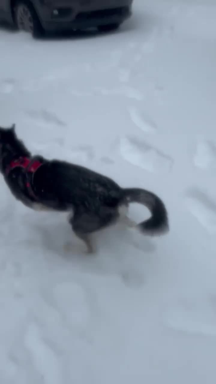 Siberian Husky dogs for sale: Finn(akaZack) - Video 1