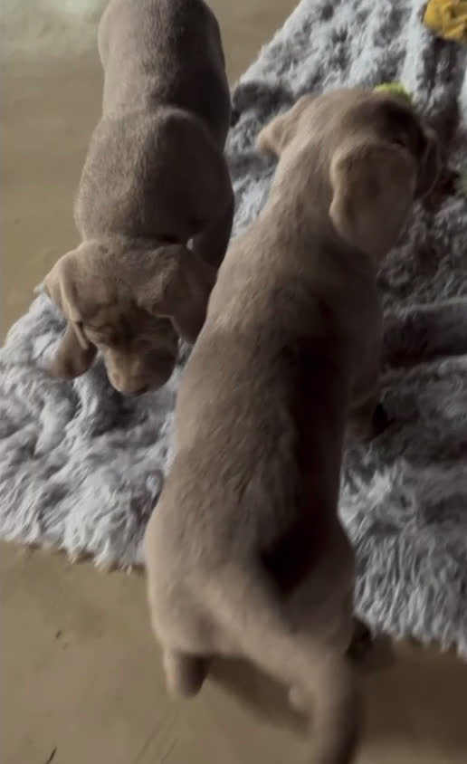 Labrador Retriever dogs for sale: Silver Sam - Video 1