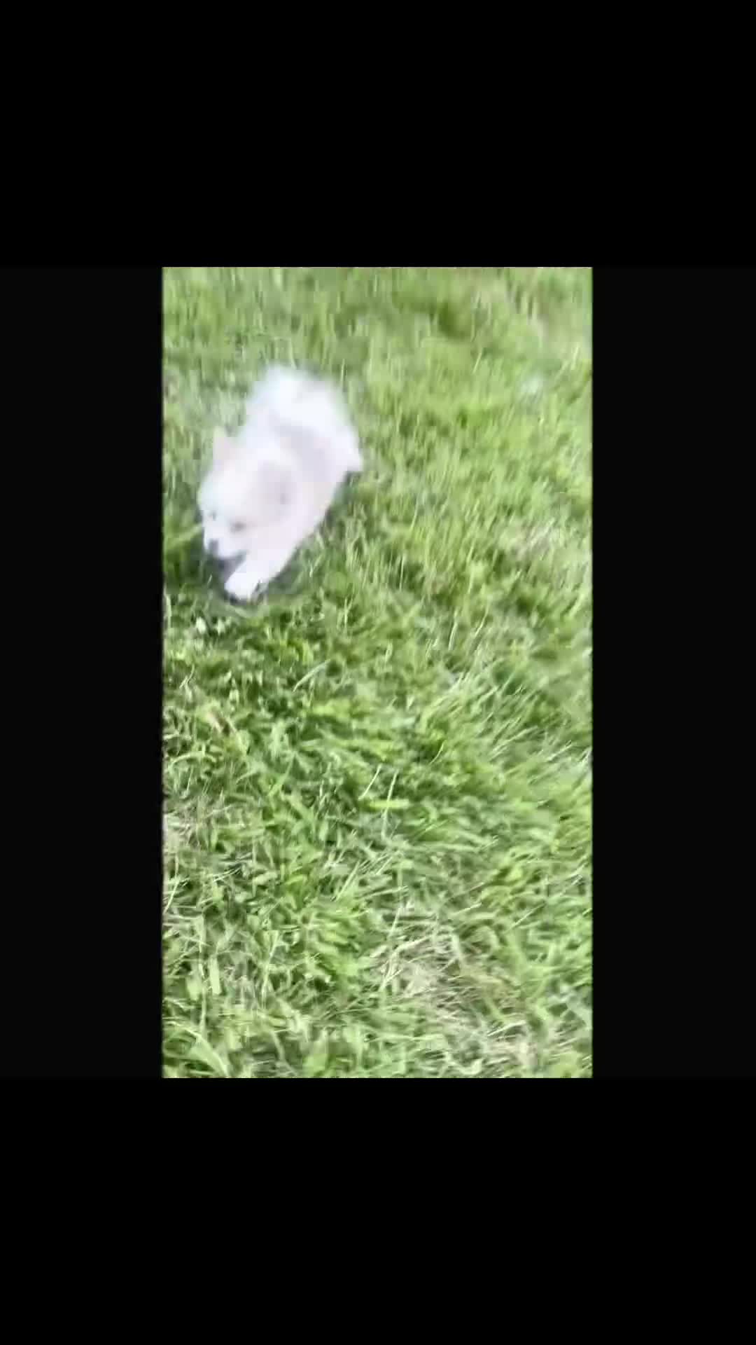 Pomeranian dogs for sale: Rosie - Video 1