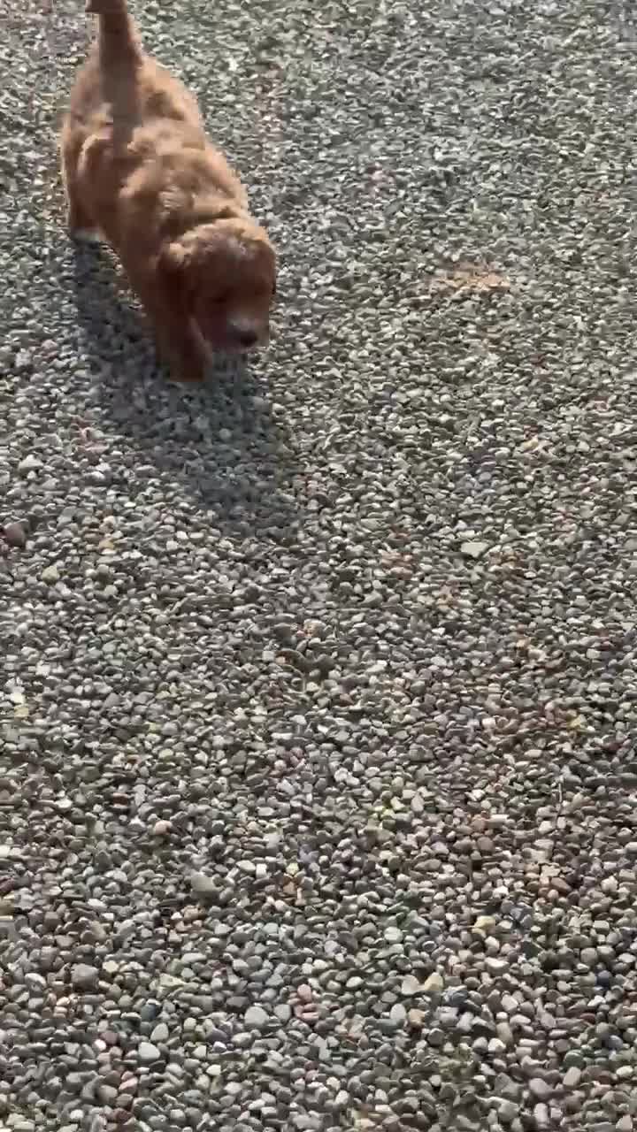 Mini Goldendoodle dogs for sale: Pickles - Video 1