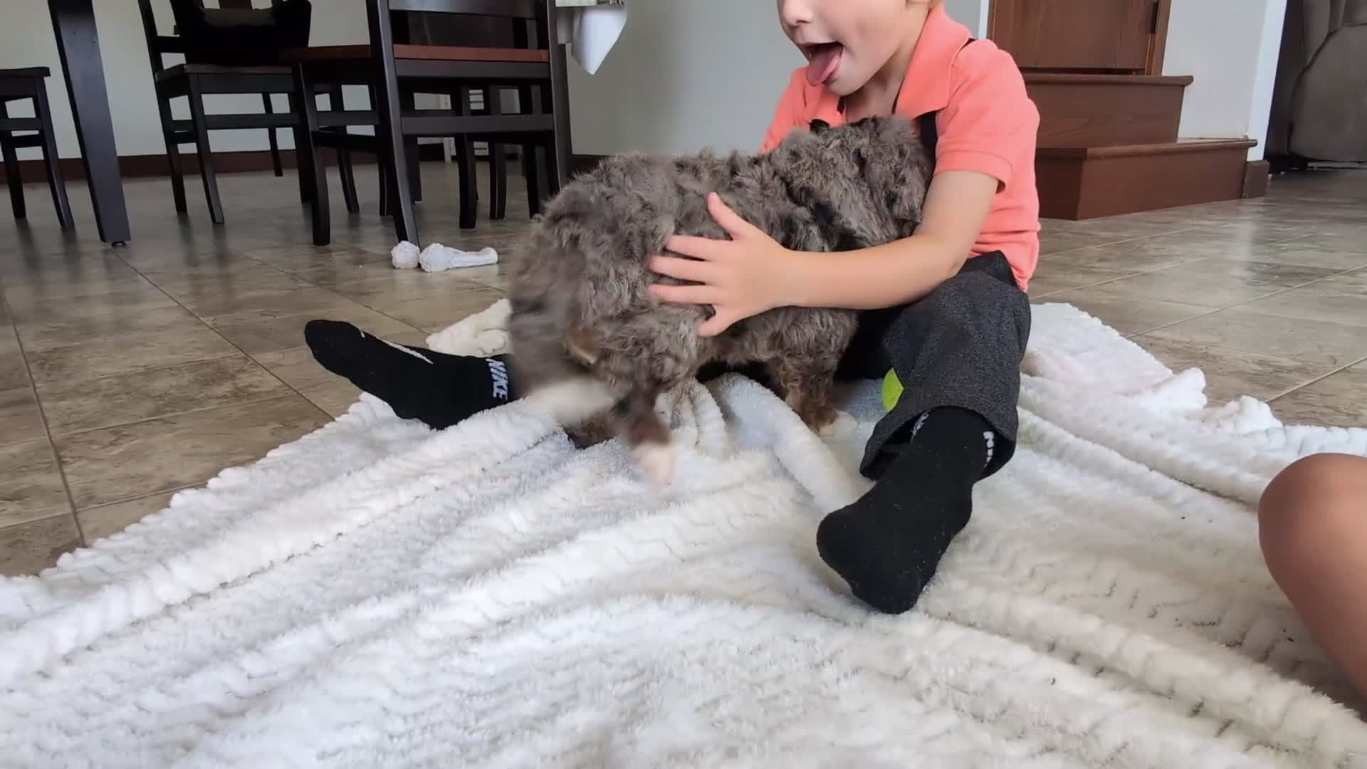 Mini Bernedoodle dogs for sale: Mini Baker  - Video 2