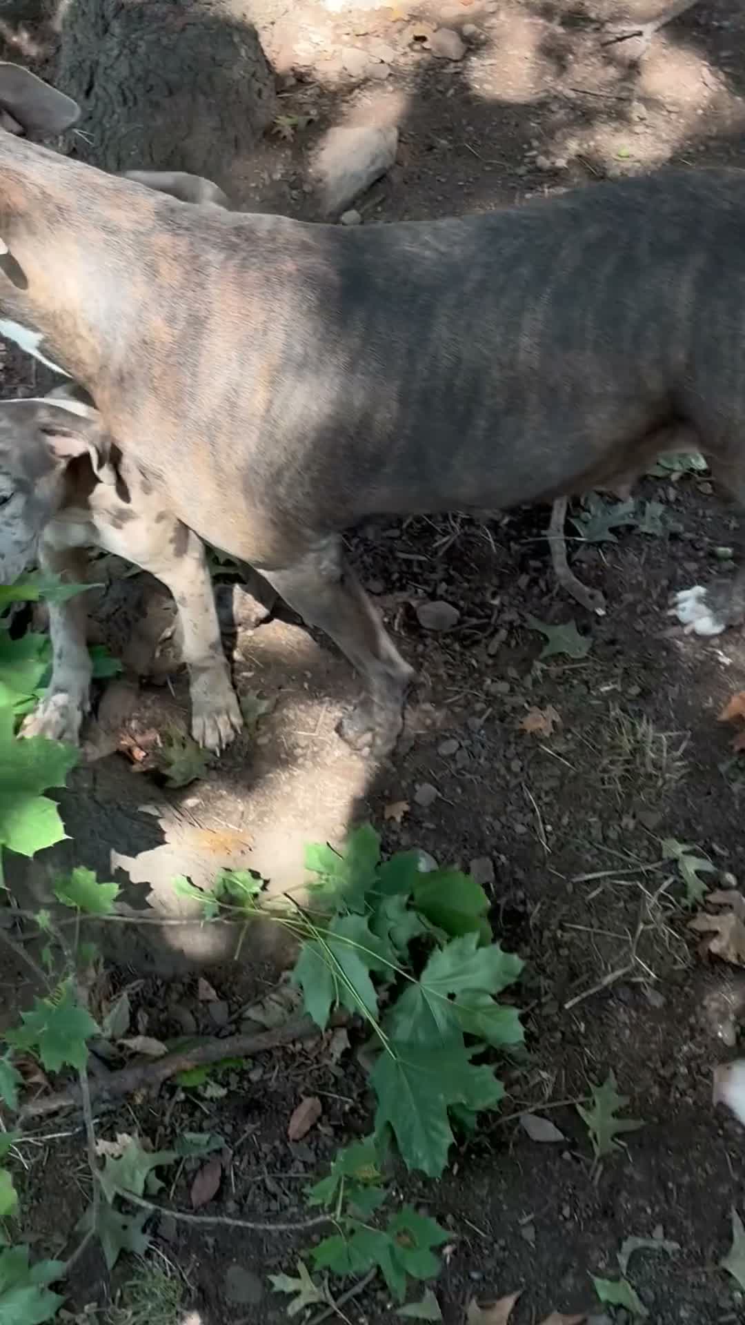 Mixed Breed dogs for sale: Mixed Breed 2 - Video 3
