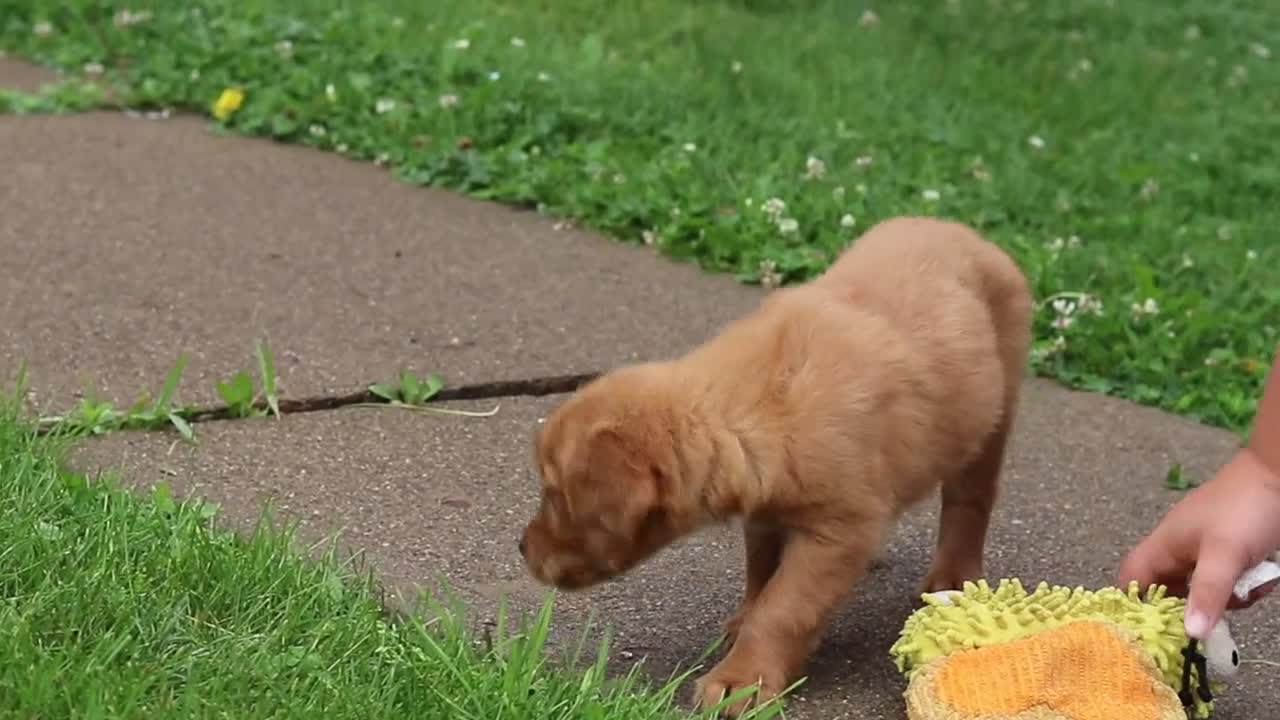 Golden Retriever dogs for sale: Bubbles - Video 3