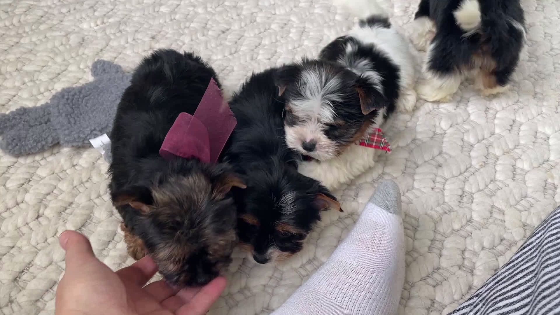 Mixed Breed dogs for sale: Bandit - Video 1