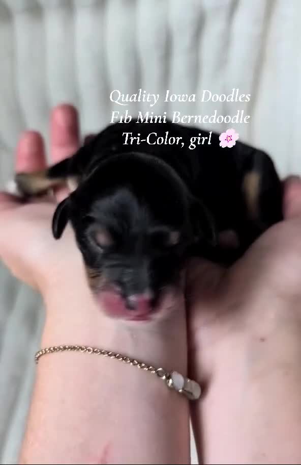 Bernedoodle dogs for sale: Bernedoodle 5 - Video 2