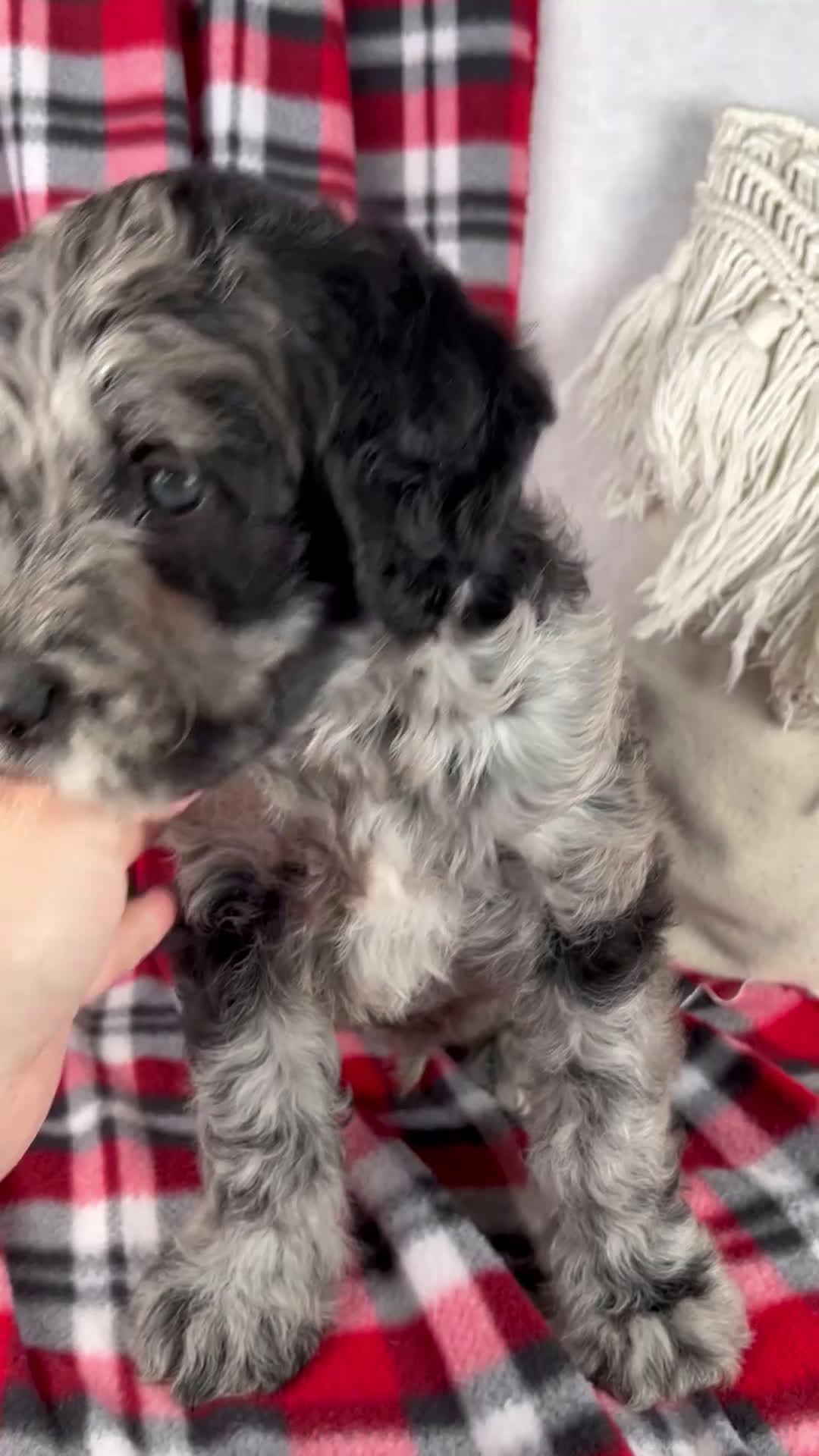 Schnoodle dogs for sale: Dwight - Video 1