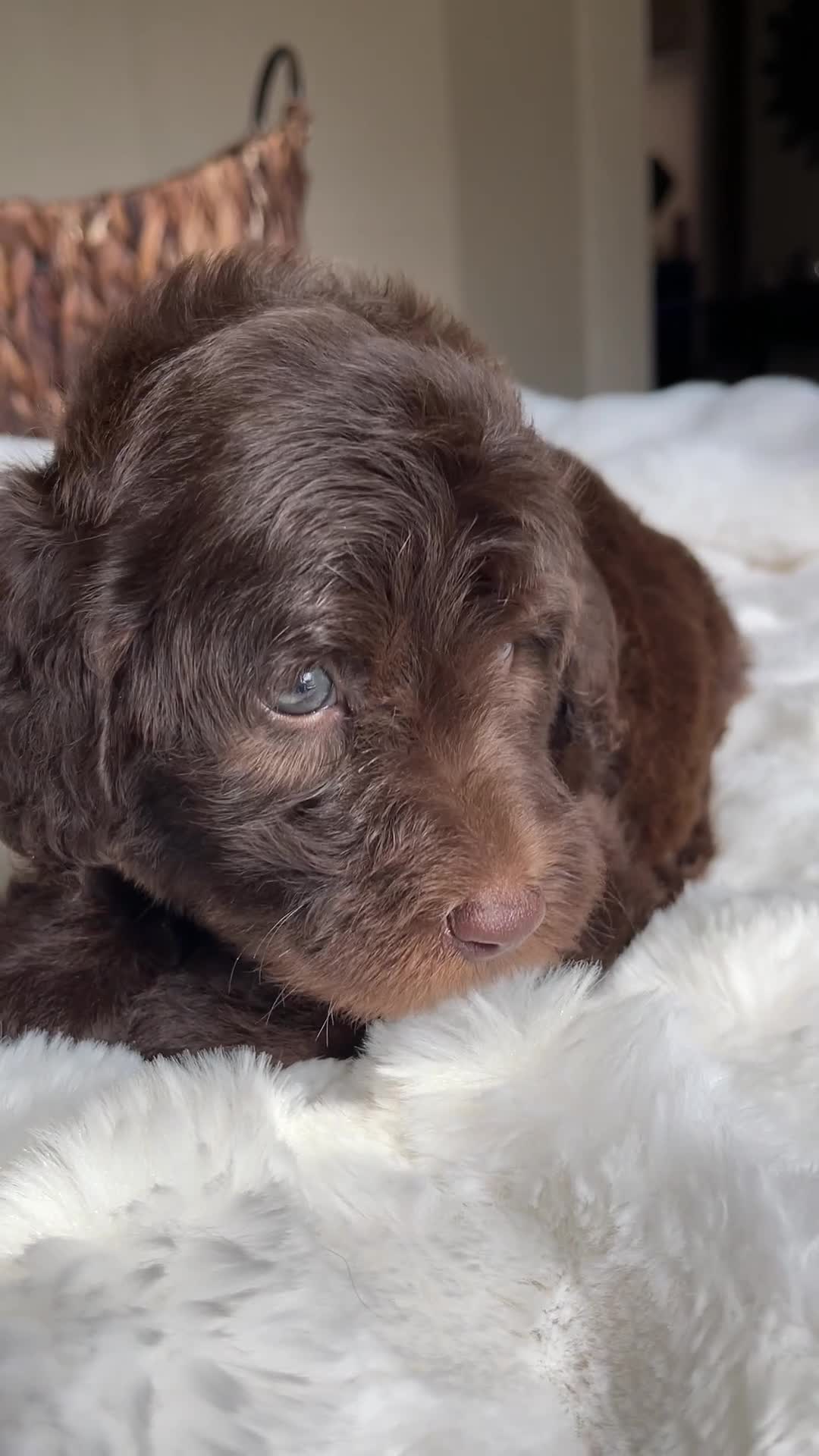 Labradoodle dogs for sale: MItch - Video 1