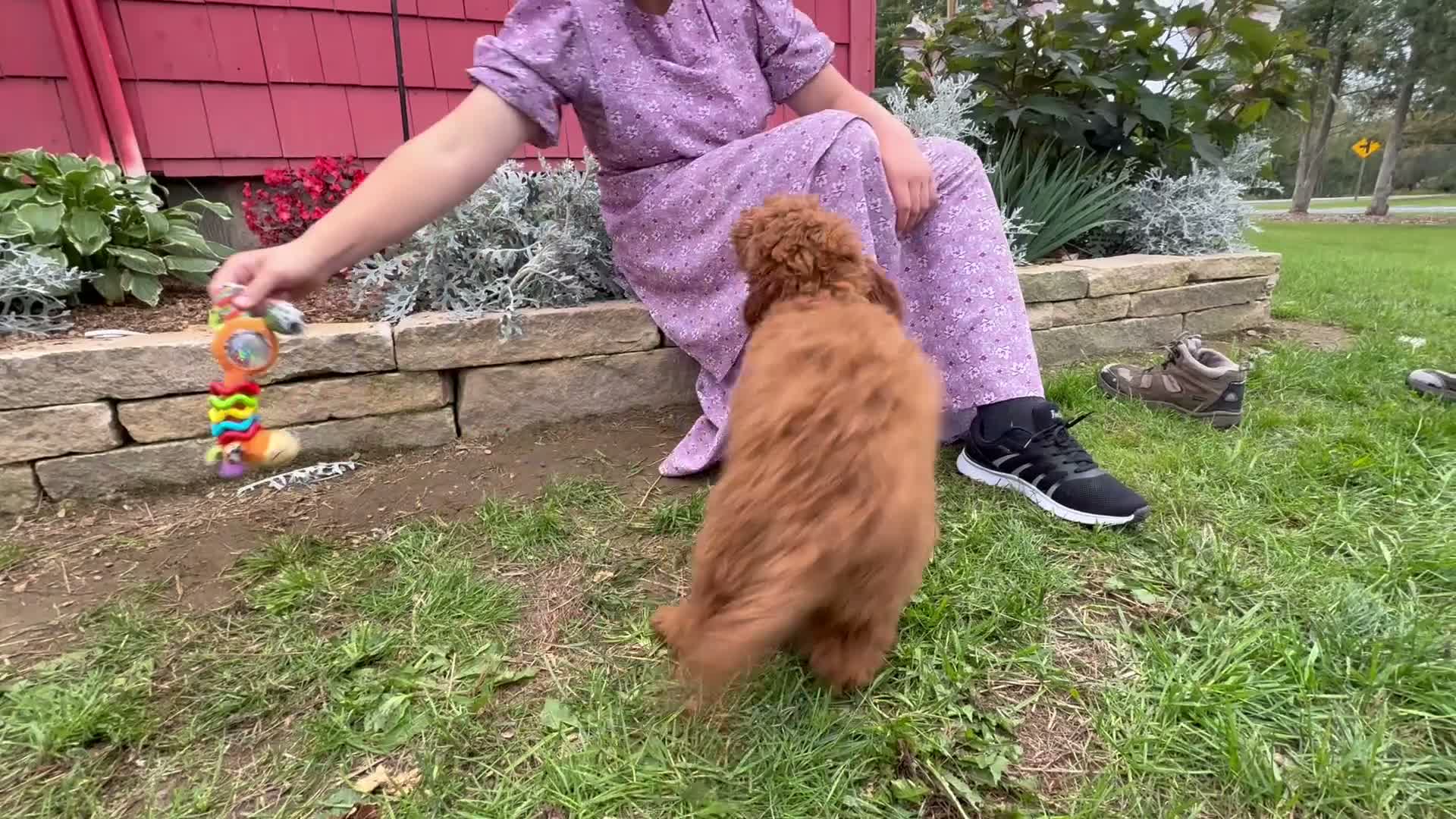 Mini Goldendoodle dogs for sale: Candy - Video 1