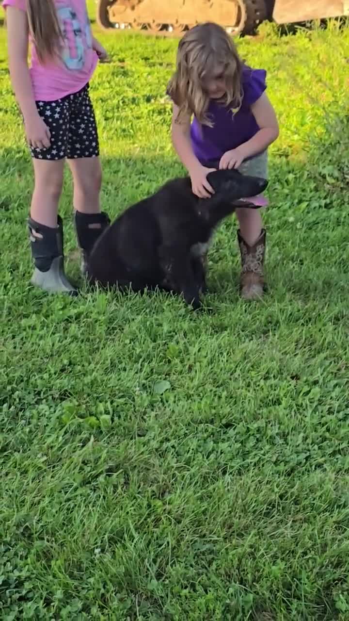 German Shepherd dogs for sale: Aurora  - Video 3
