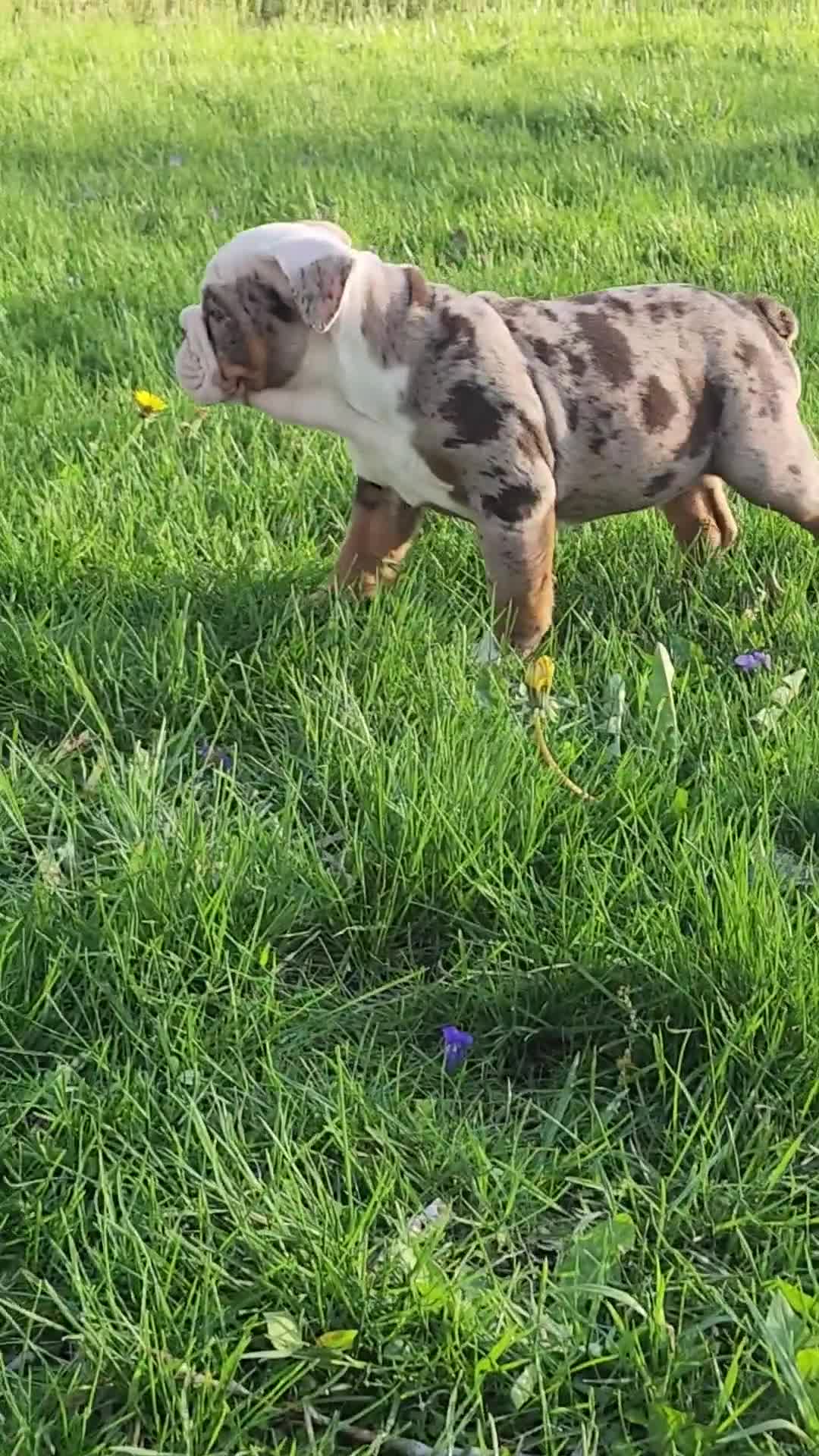 English Bulldog dogs for sale: English Bulldog Puppy 3 - Video 1