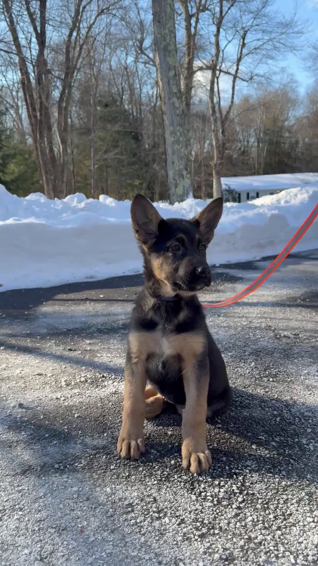 German Shepherd dogs for sale: SIMON - Video 1