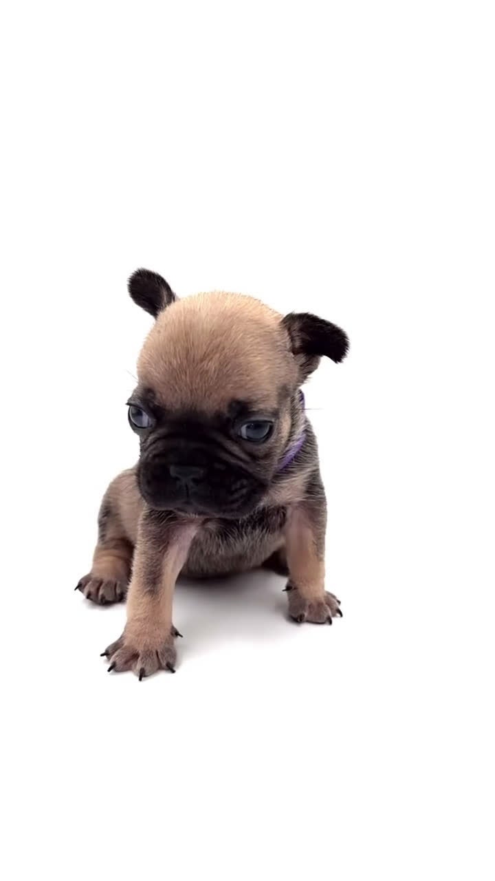 French Bulldog dogs for sale: French Bulldog Puppy 7 - Video 5