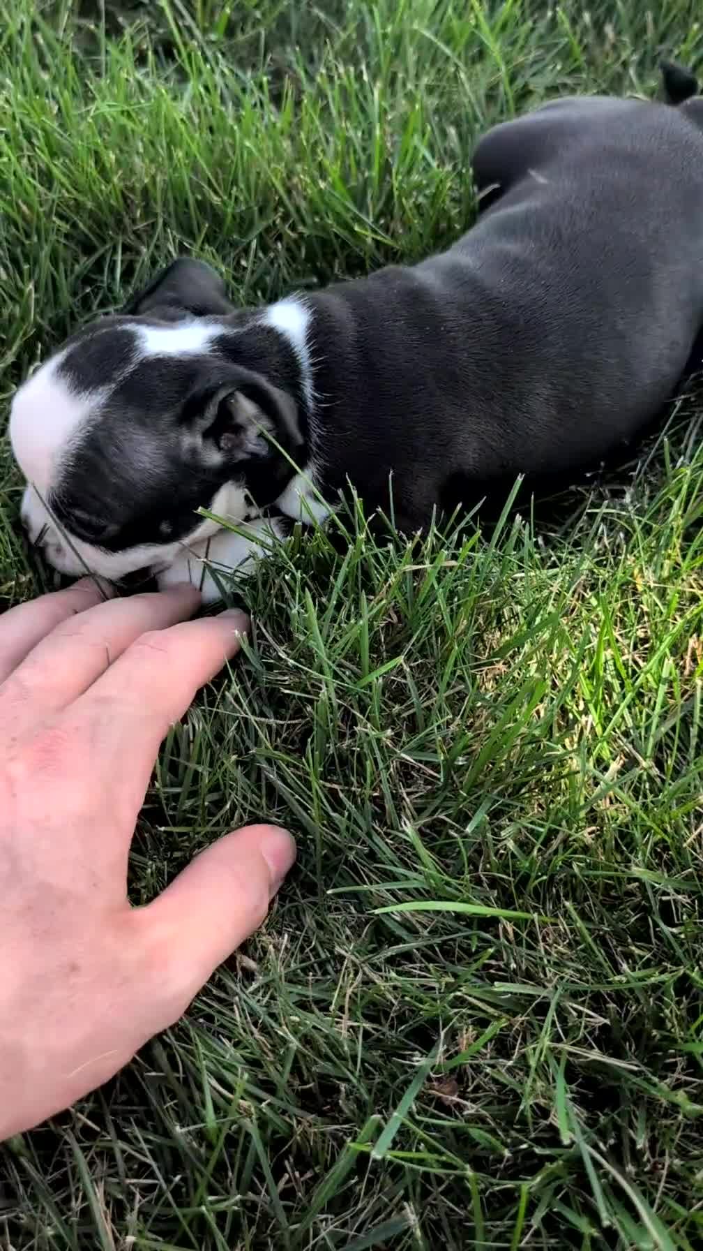 Boston Terrier dogs for sale: Trixie - Video 1