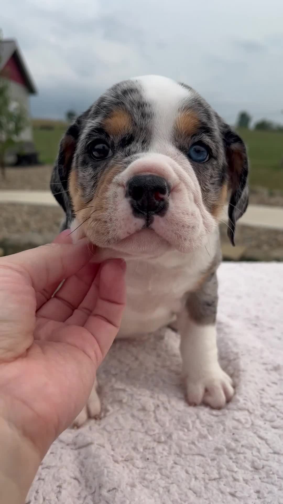 Beabull dogs for sale: Paige - Video 1