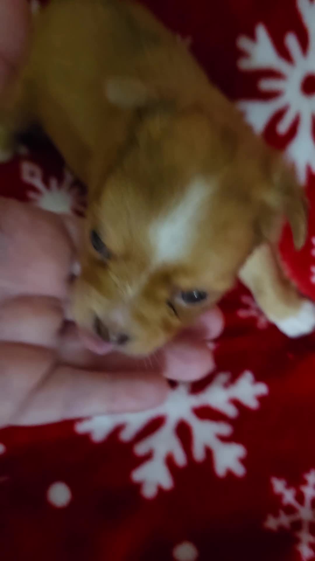 Chihuahua dogs for sale: Long hair Merle boy - Video 1