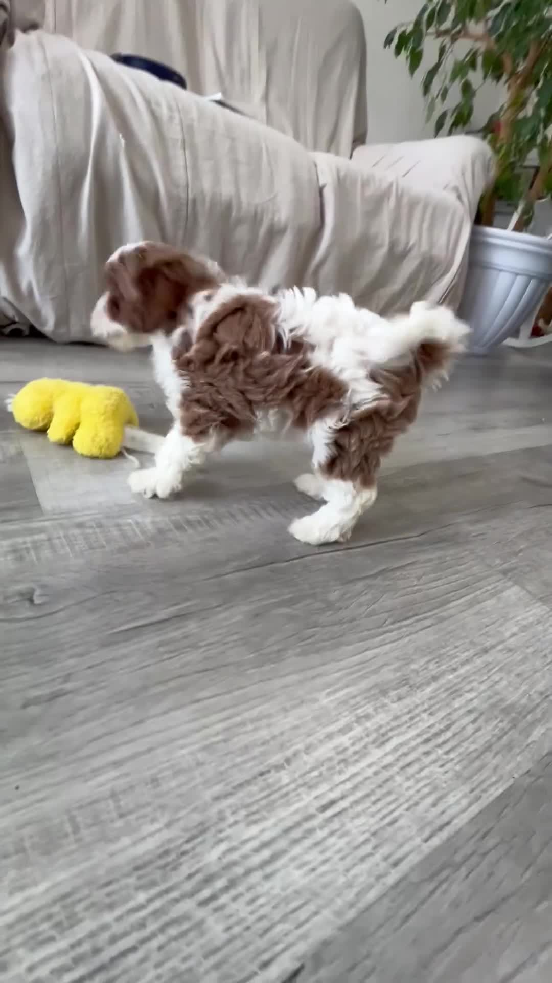 Cavapoo dogs for sale: Demi  - Video 1