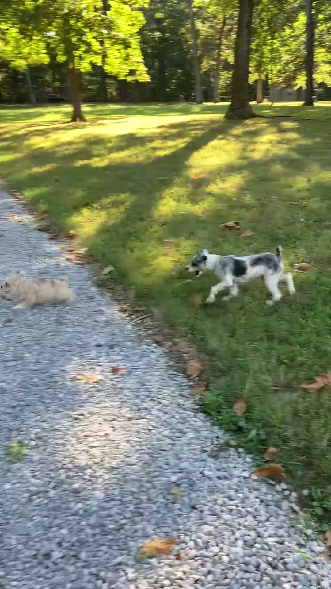 Miniature Schnauzer dogs for sale: Zoey - Video 1