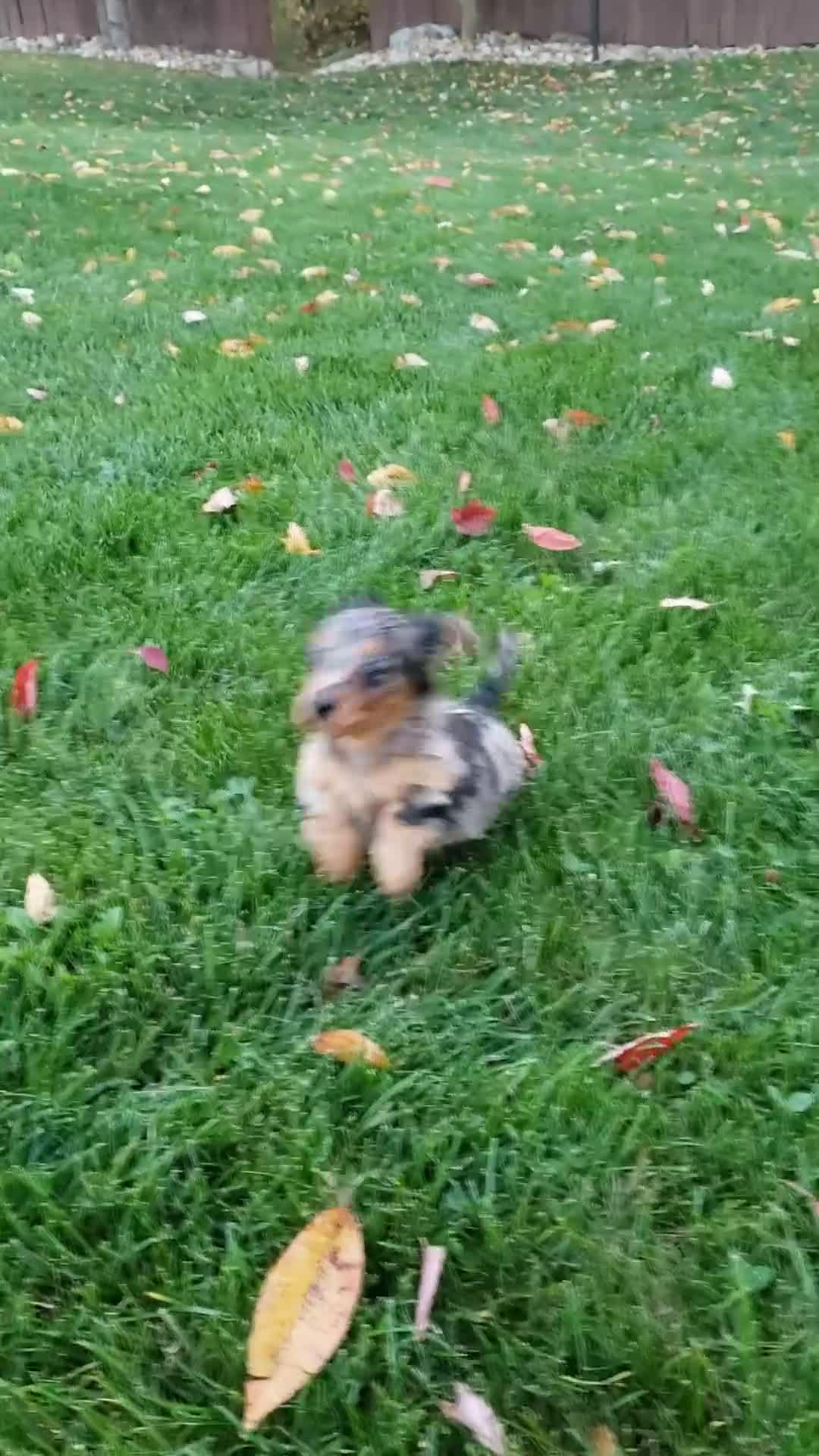 Miniature Dachshund dogs for sale: Dax - Video 2
