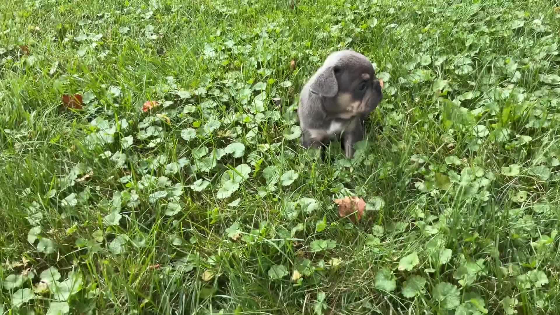French Bulldog dogs for sale: Lucy  - Video 5