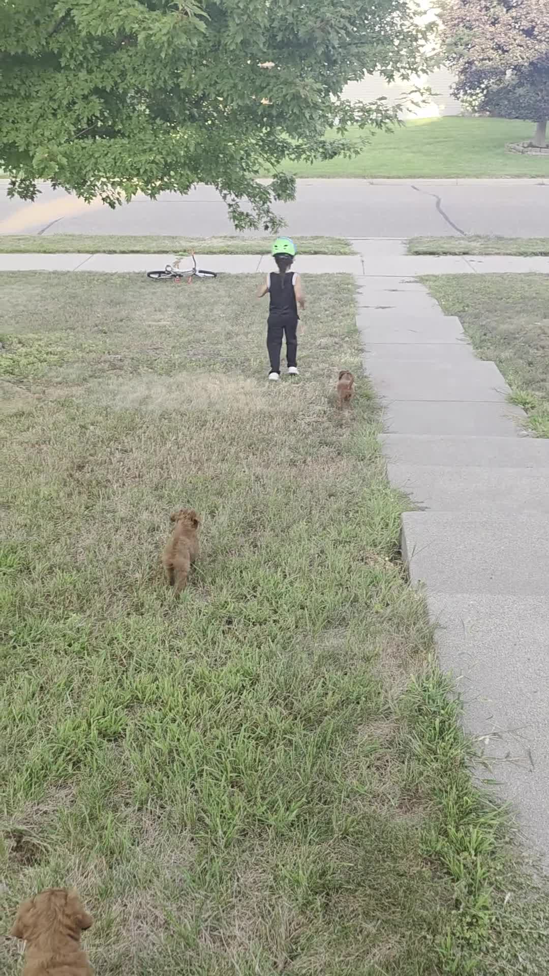 Mini Goldendoodle dogs for sale: Cupcake - Video 1